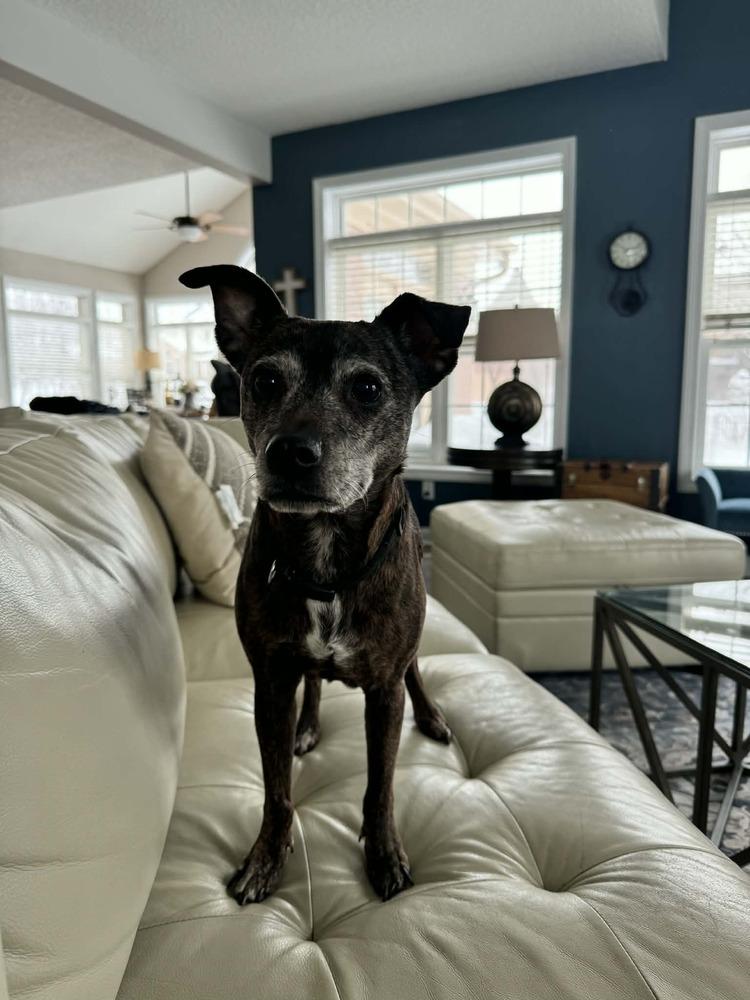 Tina, a Adoptable mixed breed in Aurora, IN image 3/3