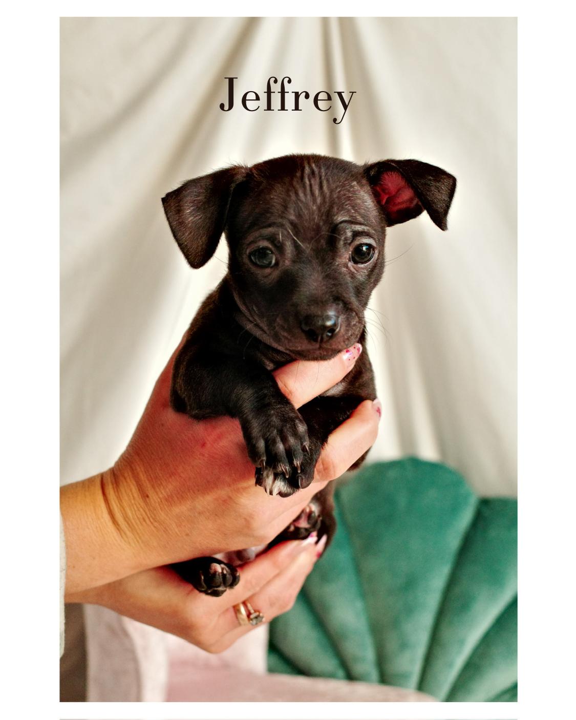 Jeffrey, Adopted, Young Male Chihuahua & Rat Terrier.