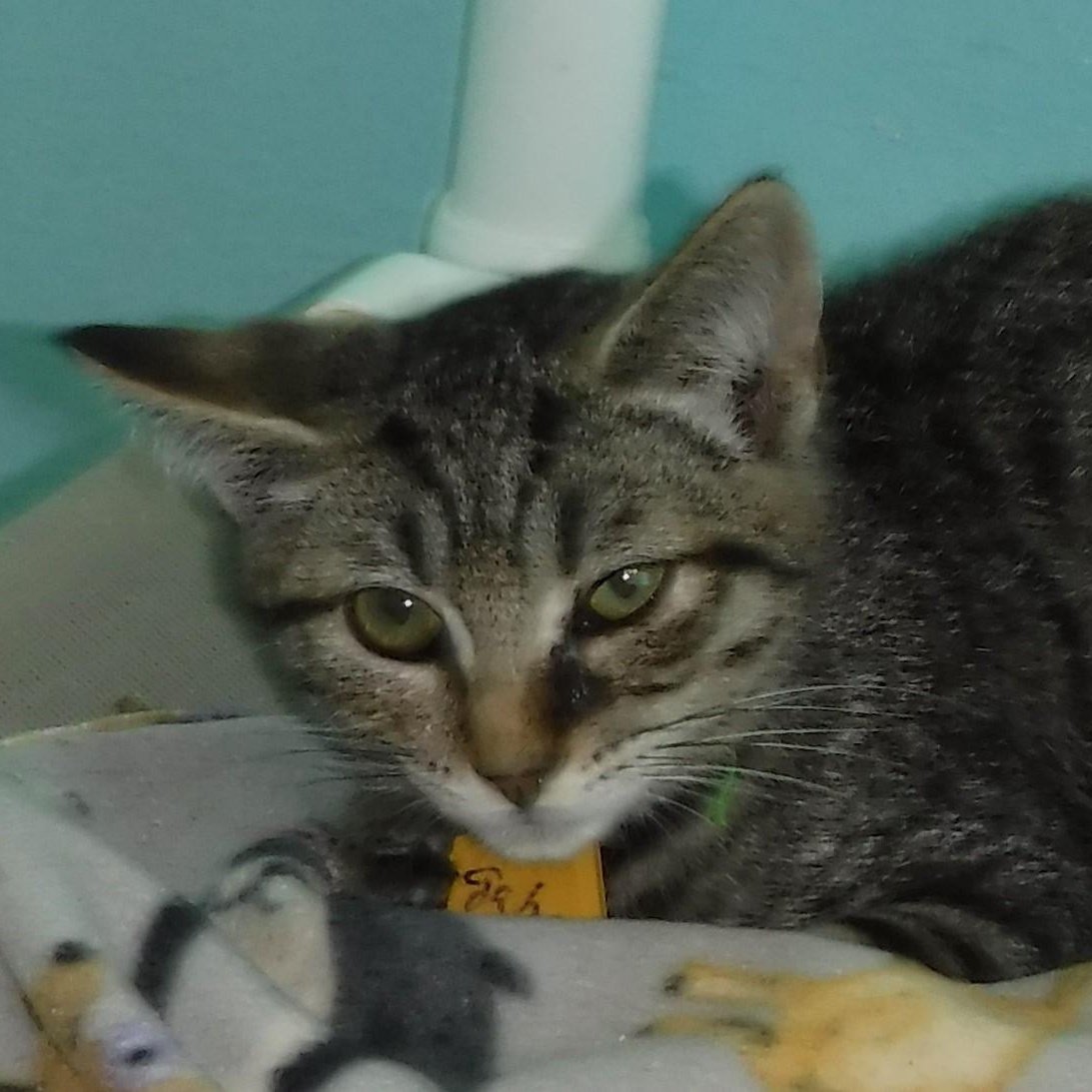 Gabriel - Shy but Sweet, a Adoptable mixed breed in Hoquiam, WA image 5/6