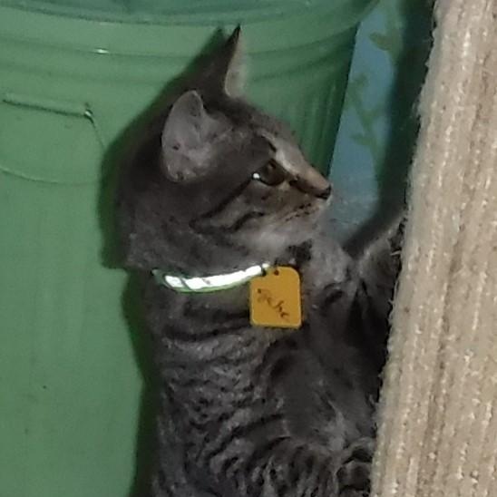 Gabriel - Shy but Sweet, a Adoptable mixed breed in Hoquiam, WA image 6/6