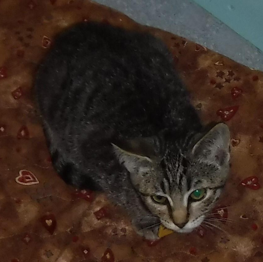 Gabriel - Shy but Sweet