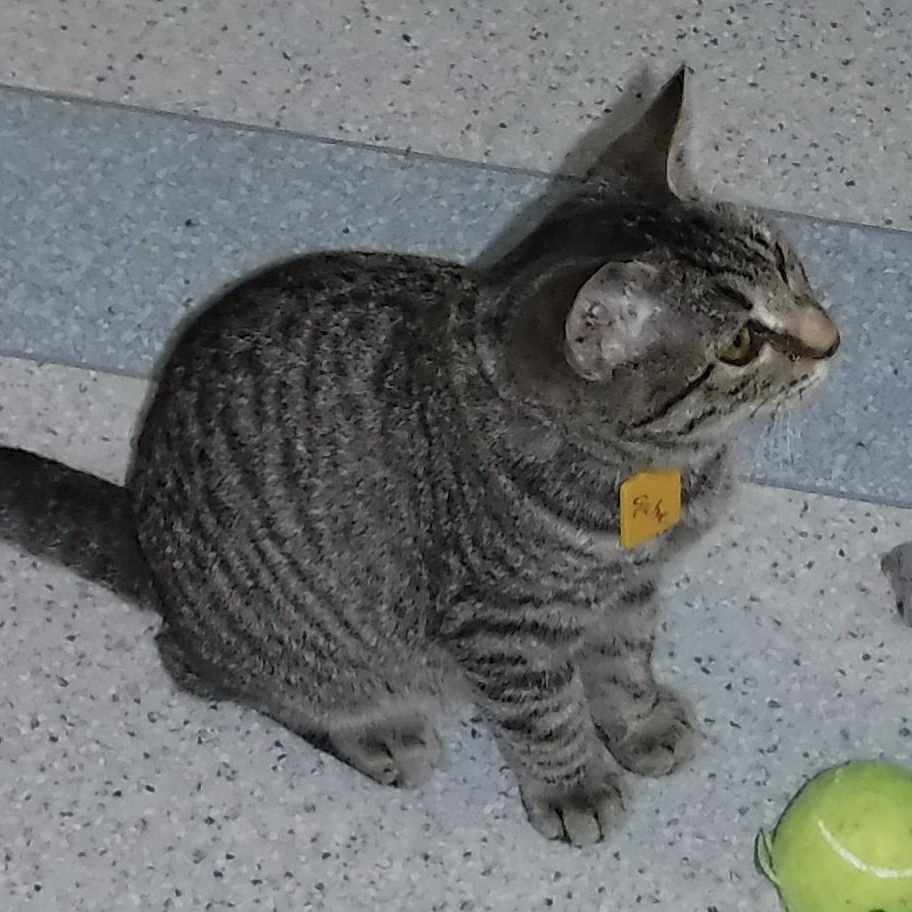 Gabriel - Shy but Sweet, Adoptable, Kitten Male Tabby.