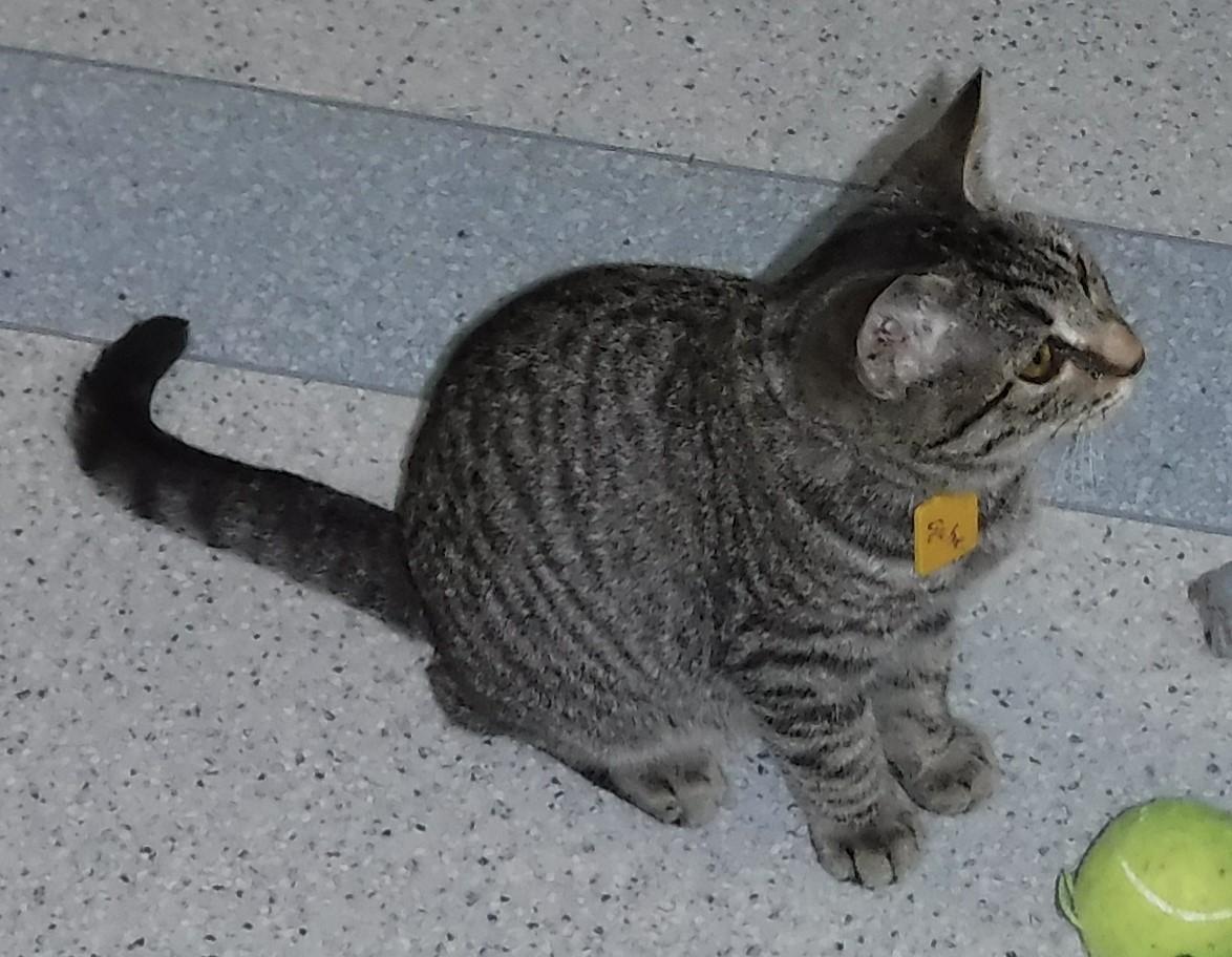 Gabriel Shy But photo 1