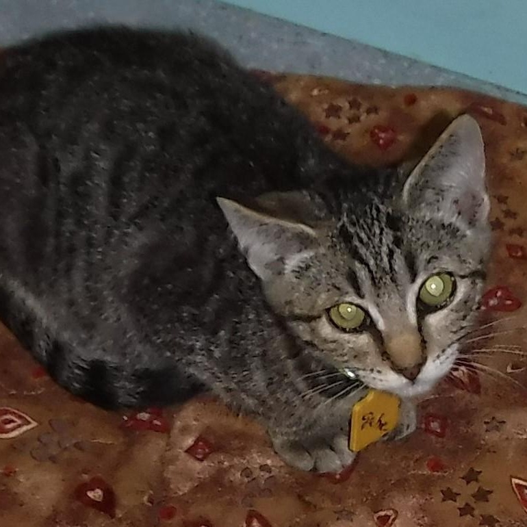 Gabriel  Shy But thumbnail 6