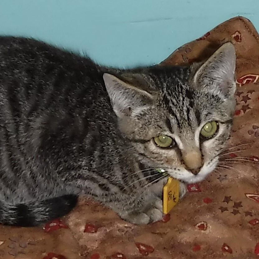 Gabriel - Shy but Sweet, a Adoptable mixed breed in Hoquiam, WA image 2/6