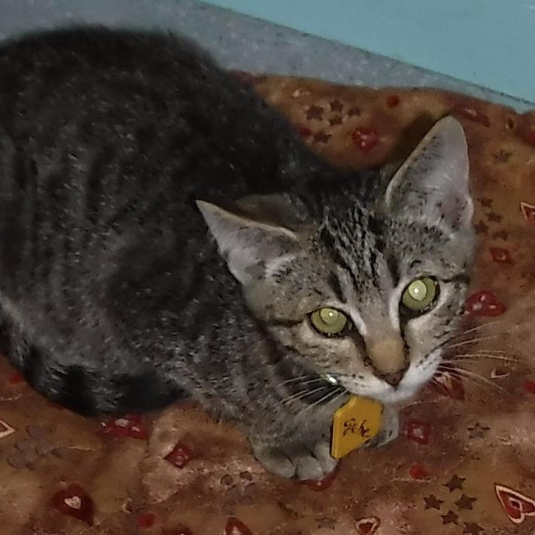 Gabriel - Shy but Sweet