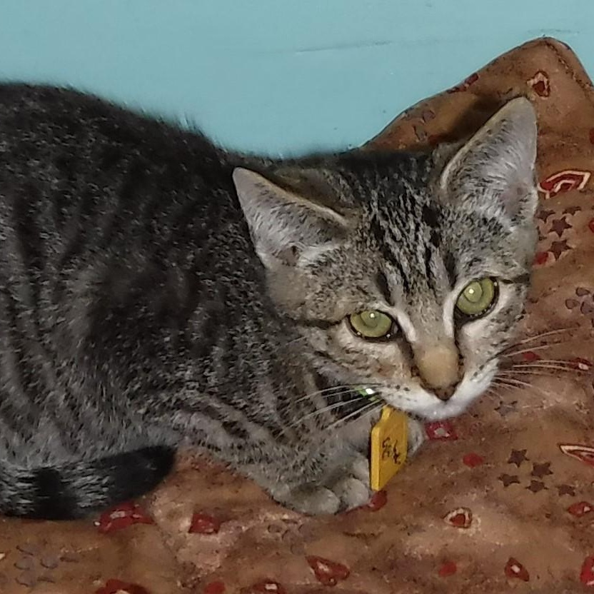 Gabriel  Shy But thumbnail 2