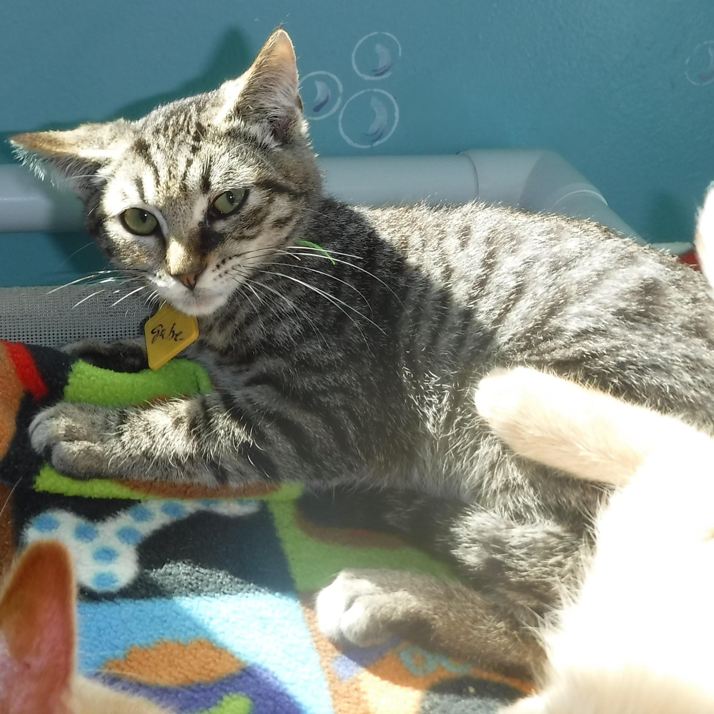 Gabriel - Shy but Sweet, a Adoptable mixed breed in Hoquiam, WA image 3/6