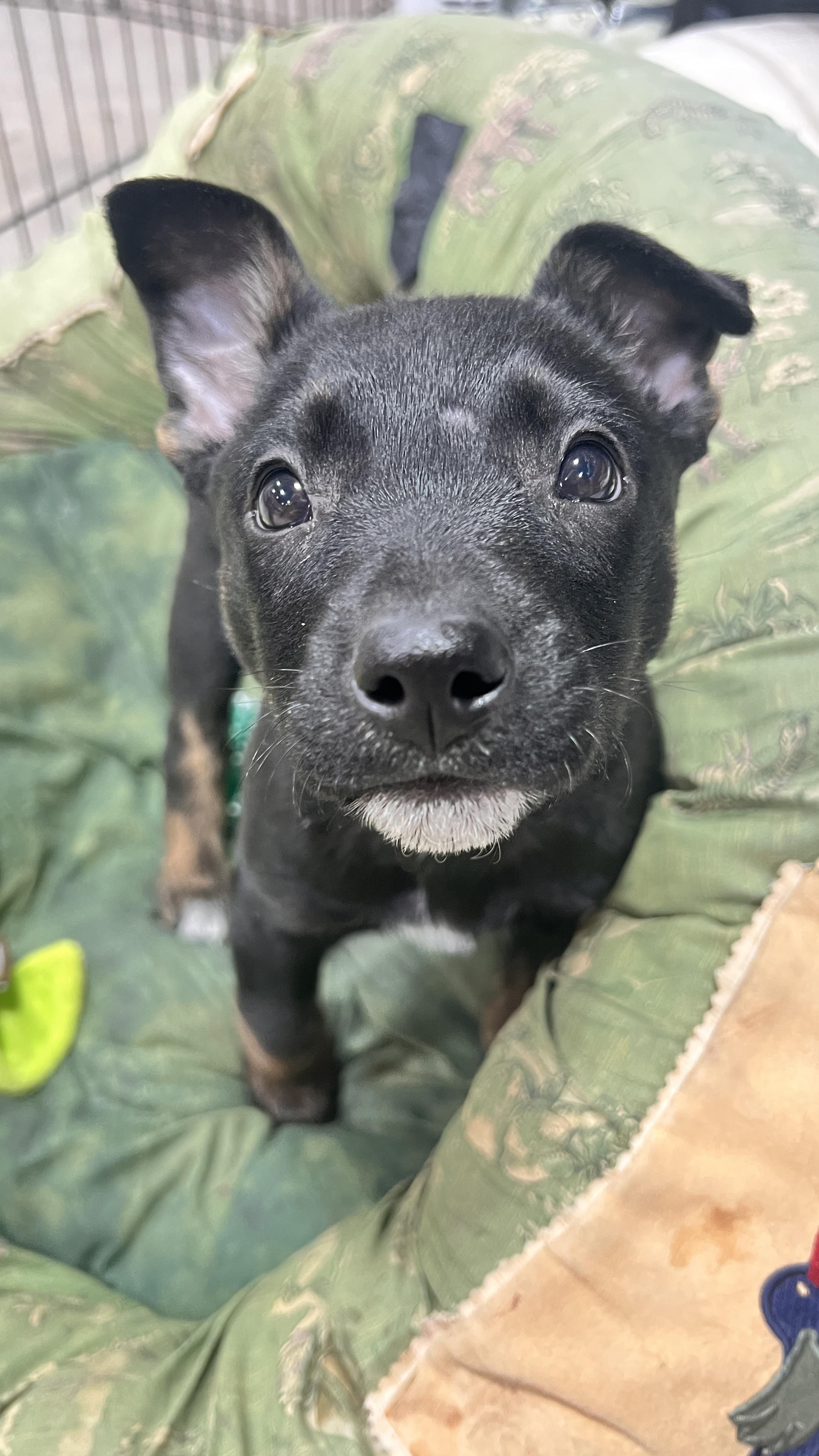 Ember, adopted, Puppy Female Shepherd.