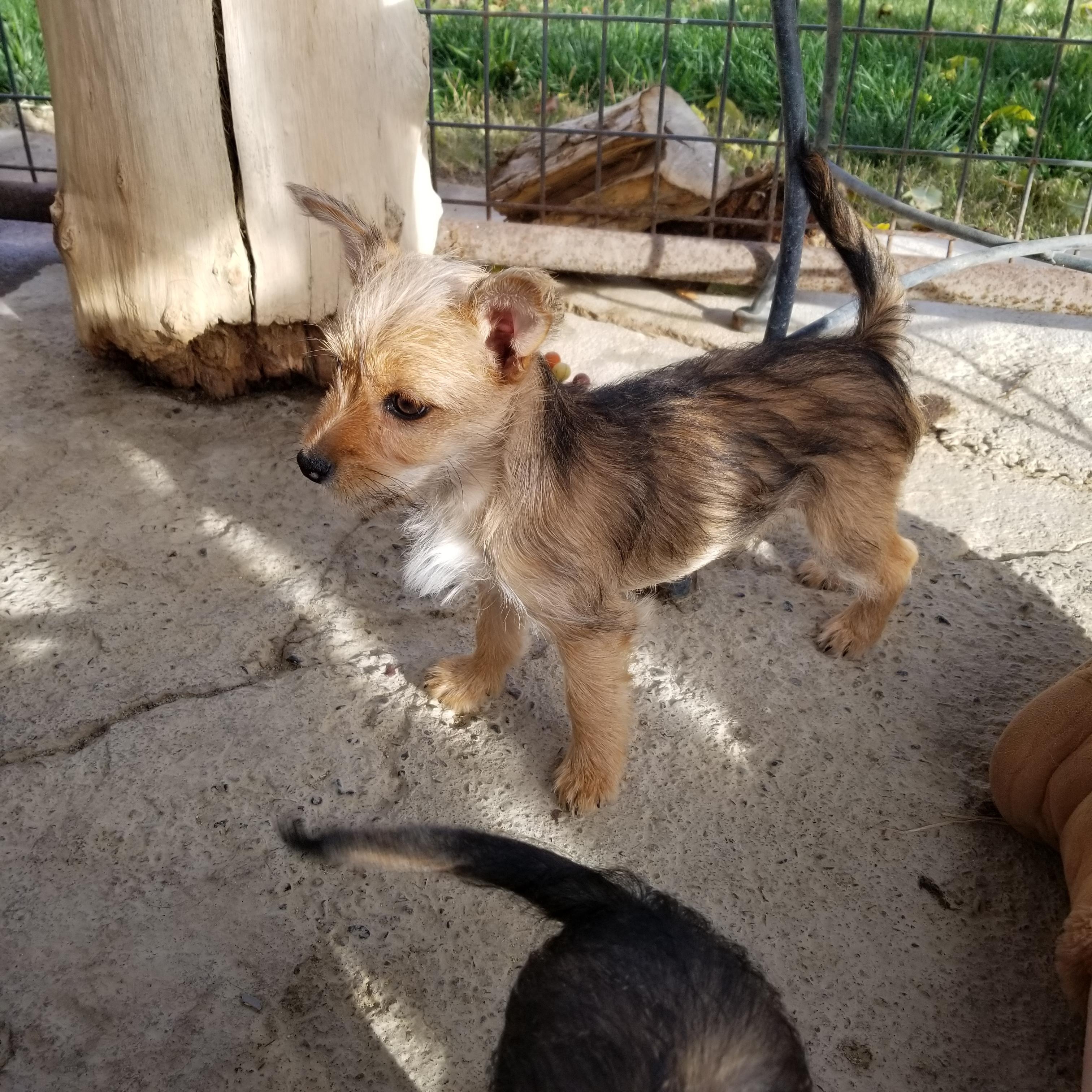 Amanda, a Adopted mixed breed in Cantua Creek, CA image 4/5