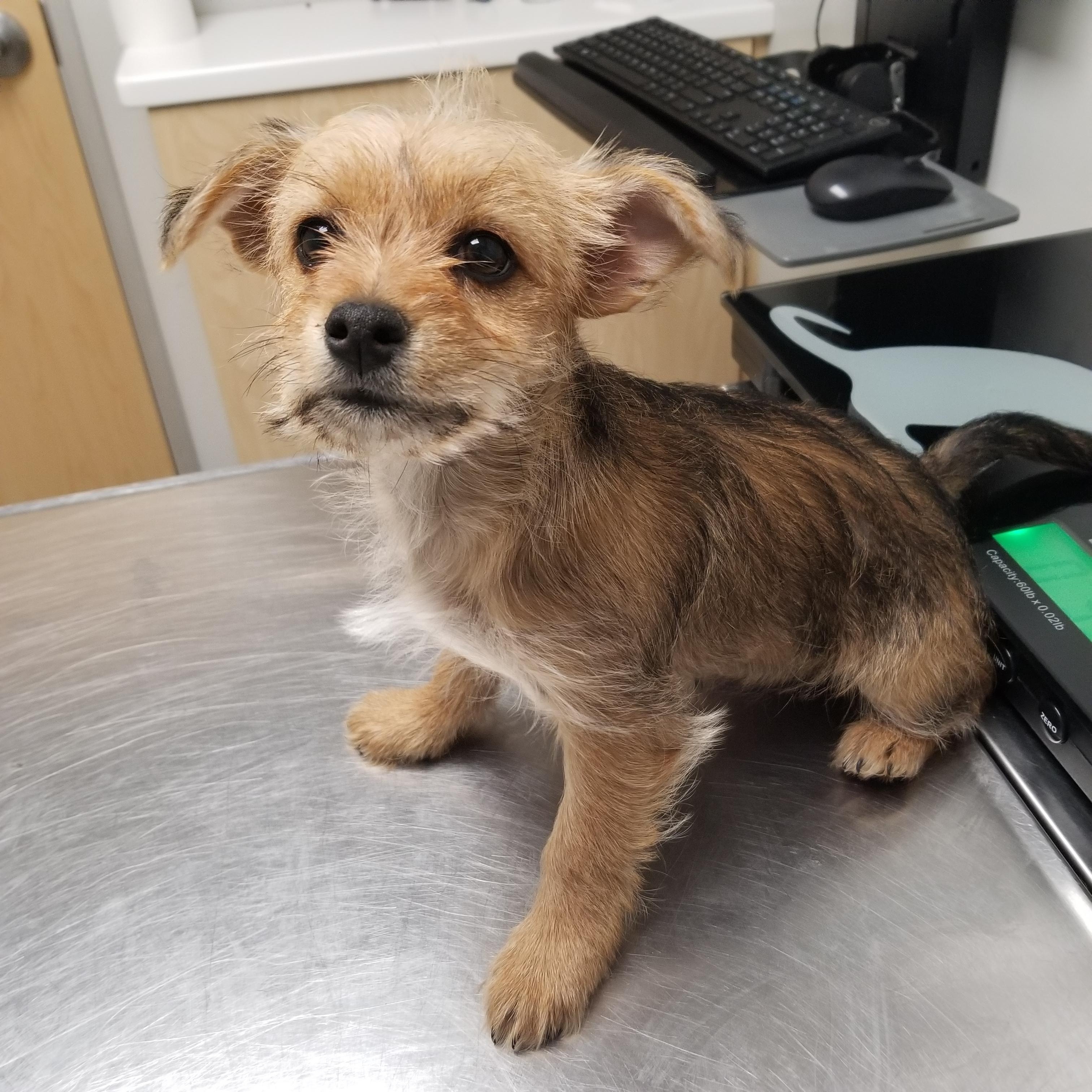 Amanda, Adopted, Puppy Female Yorkshire Terrier.
