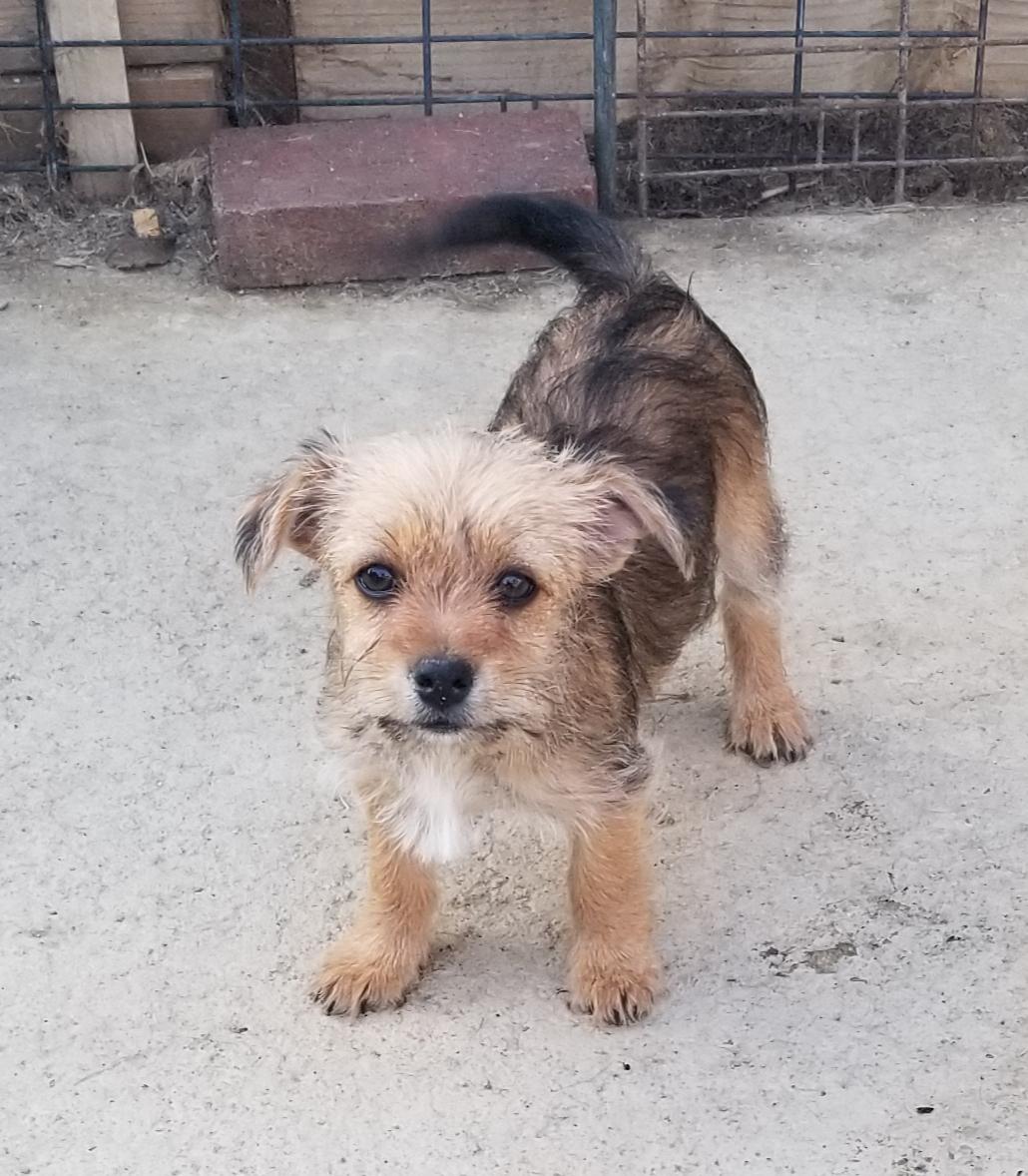 Amanda, a Adopted mixed breed in Cantua Creek, CA image 3/5