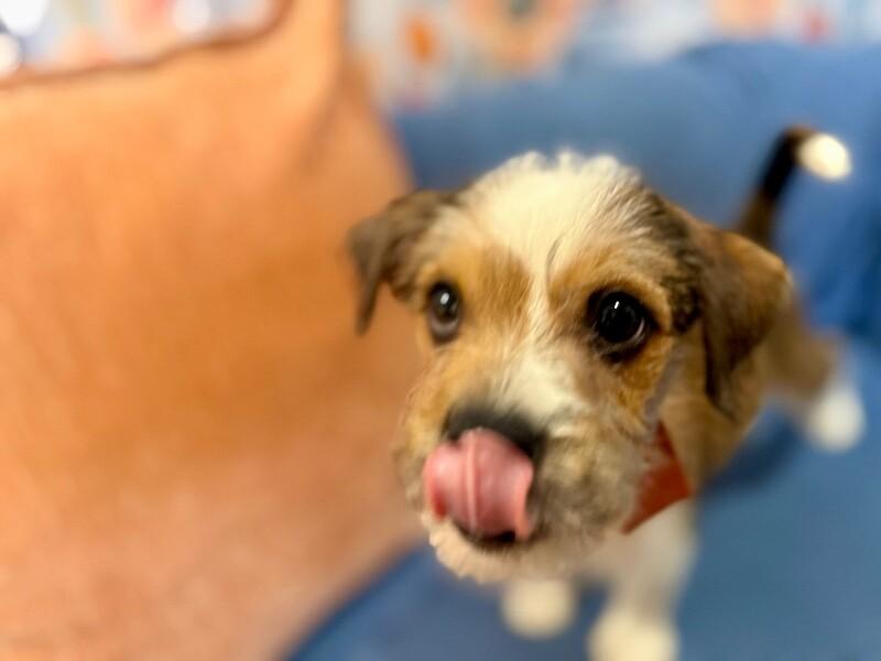 Tiny Tim Scruffy — thumbnail 3