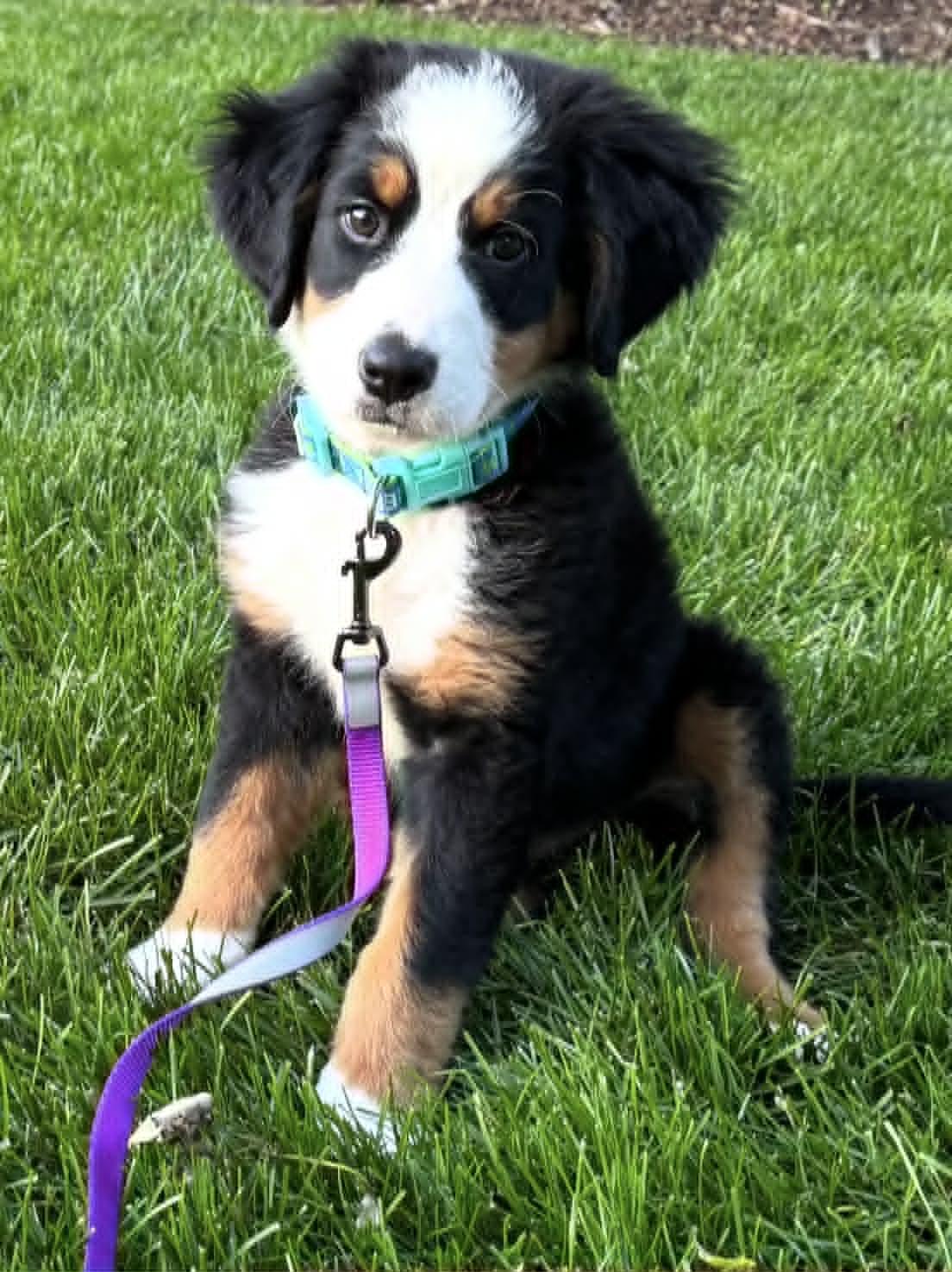 Jack, ADOPTABLE, Puppy Male Bernese Mountain Dog.