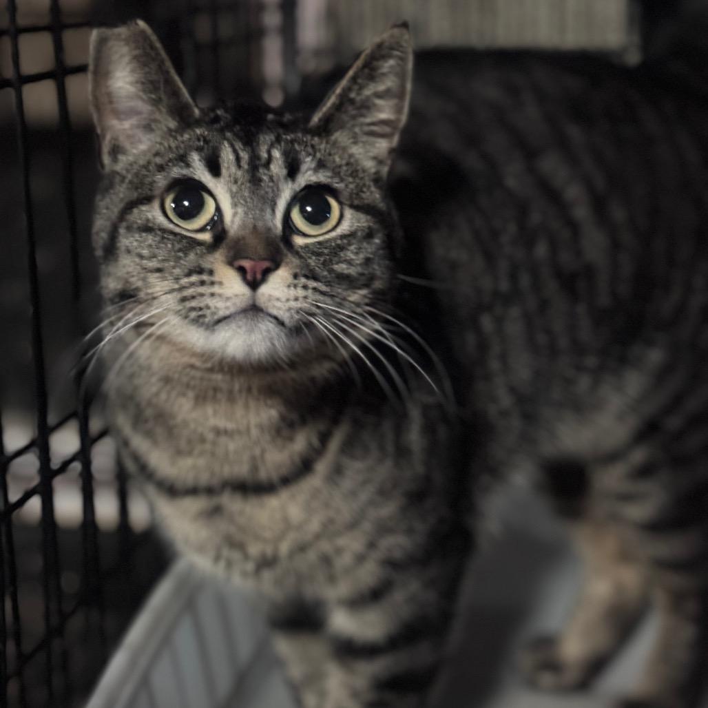 Azula, Adoptable, Adult Female Domestic Short Hair & Domestic Short Hair.