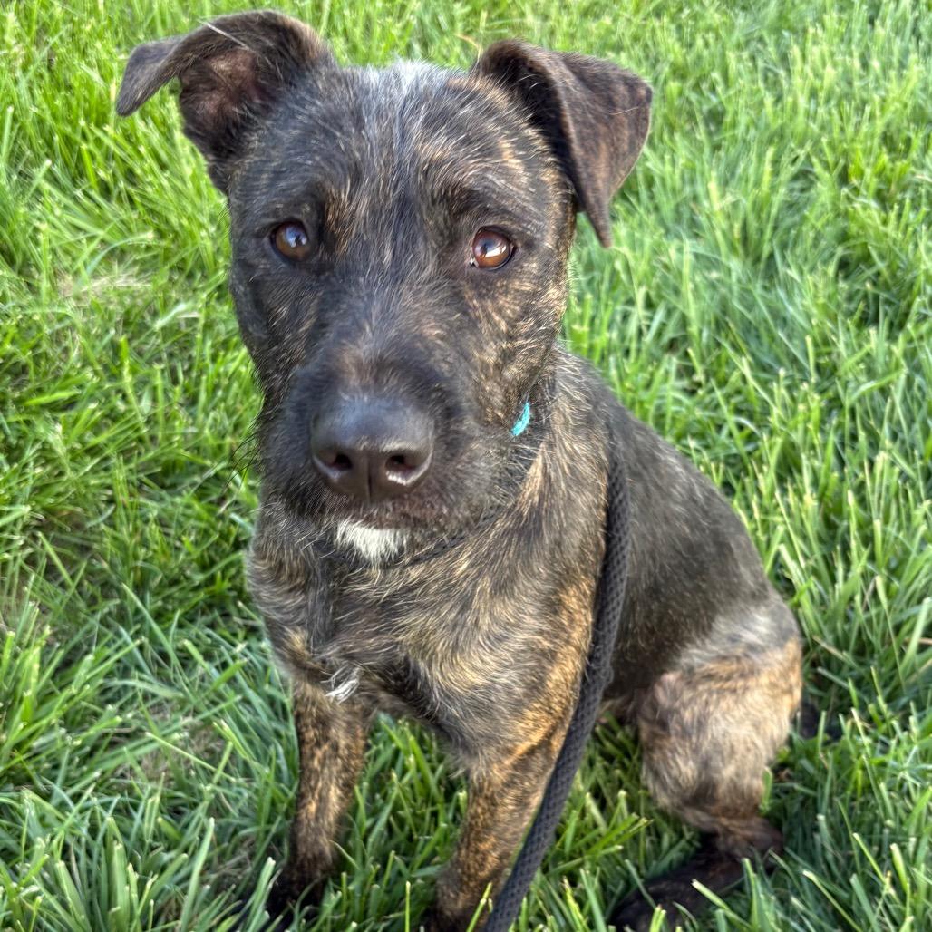 Harriet, Adoptable, Young Female Terrier.