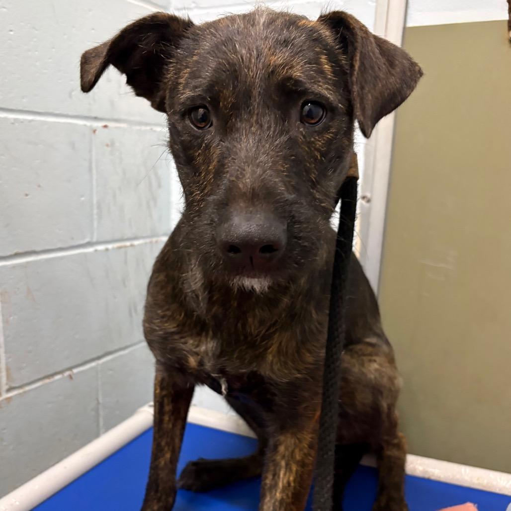 Harriet, Adoptable, Young Female Terrier.