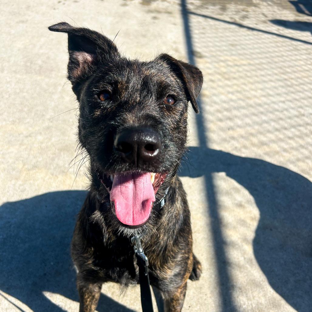 Enlarge Harriet, a Adoptable Terrier in St Joseph, MO image 3/3