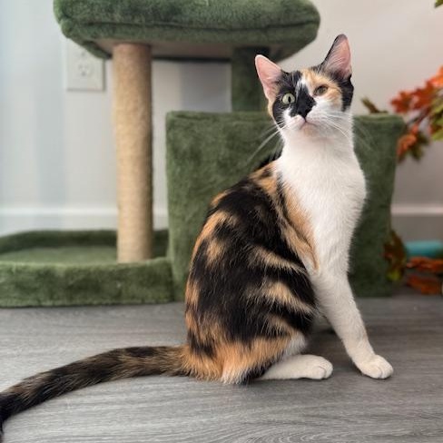 jinx Domestic Short Hair Cat