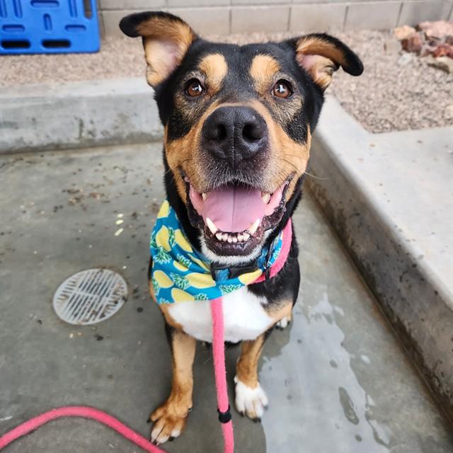 Enlarge CASS, a Adoptable mixed breed in Mesa, AZ image 1/1
