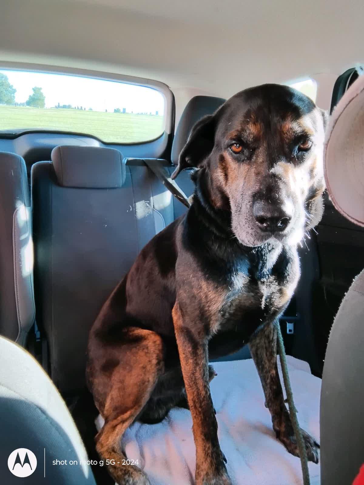 Duke, Adoptable, Senior Male Coonhound.