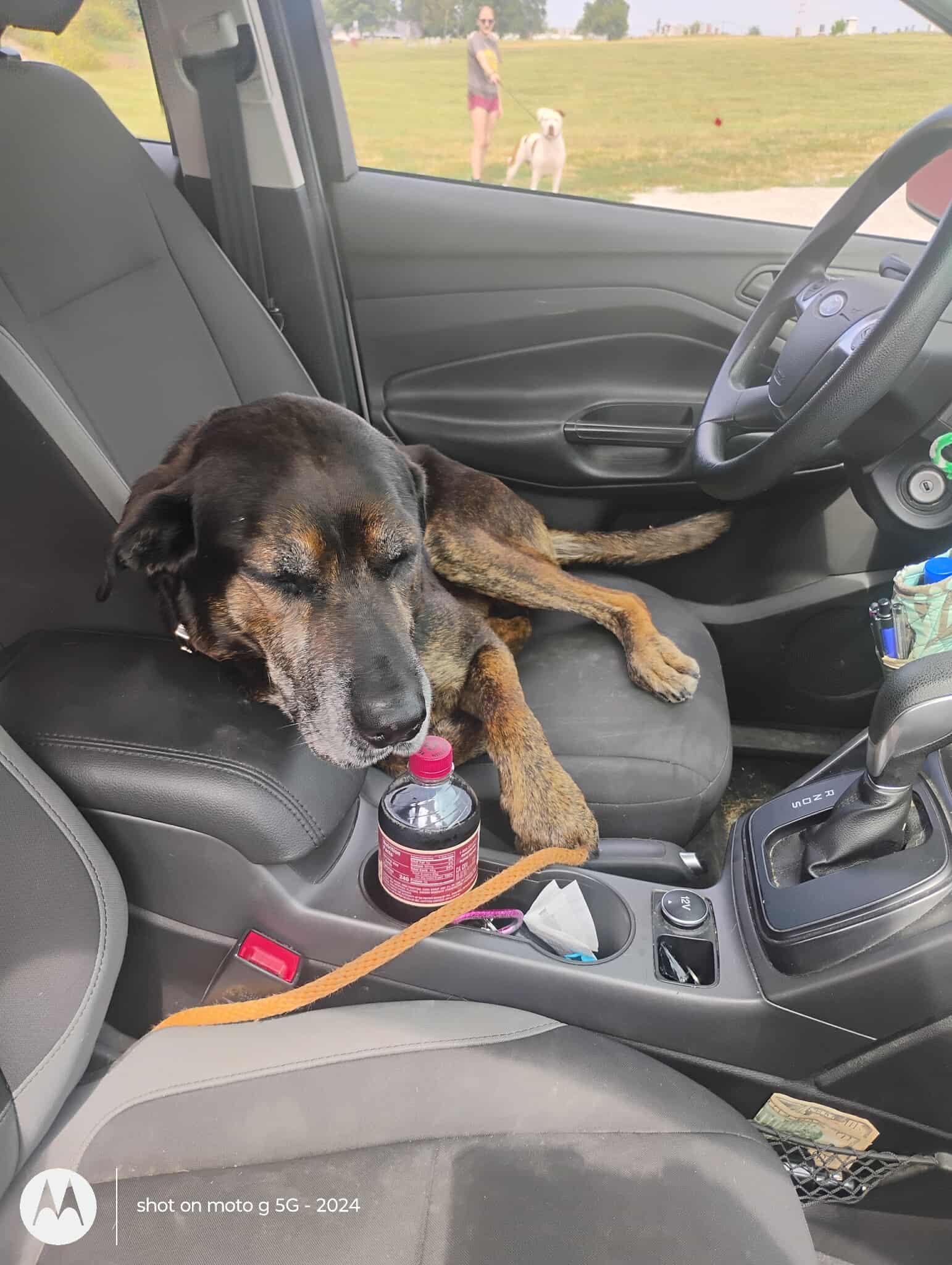 Duke, a Adoptable mixed breed in Plattsburg, MO image 2/6