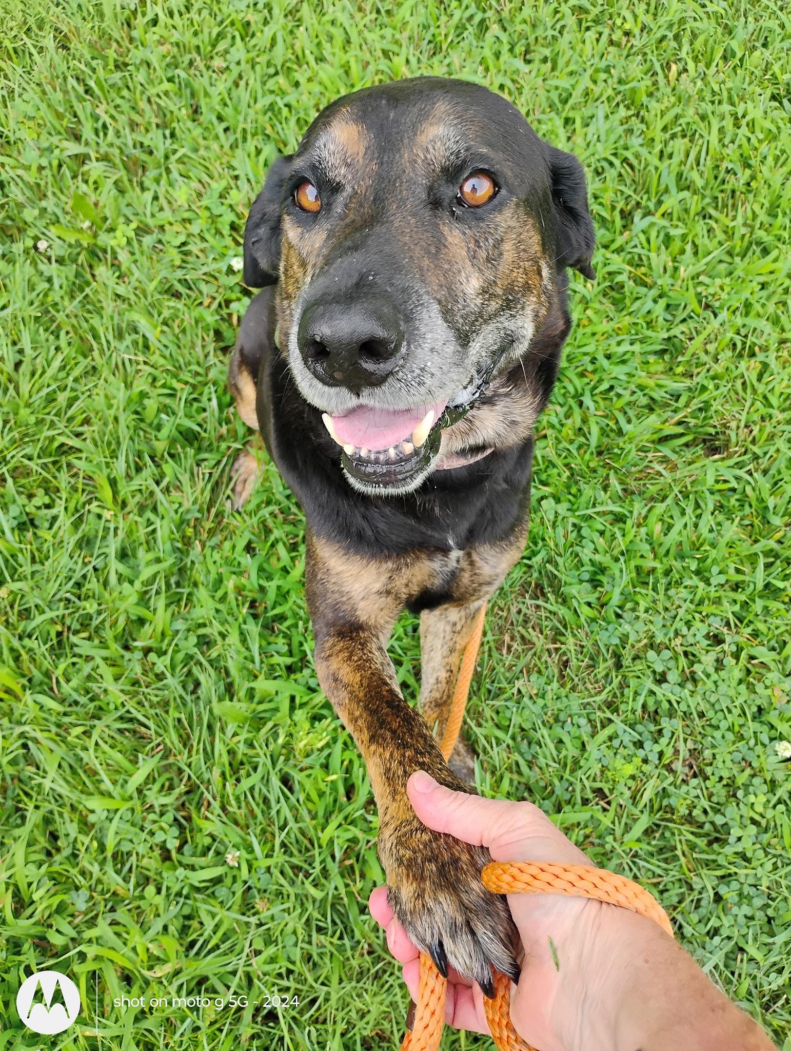 Duke, a Adoptable mixed breed in Plattsburg, MO image 3/4