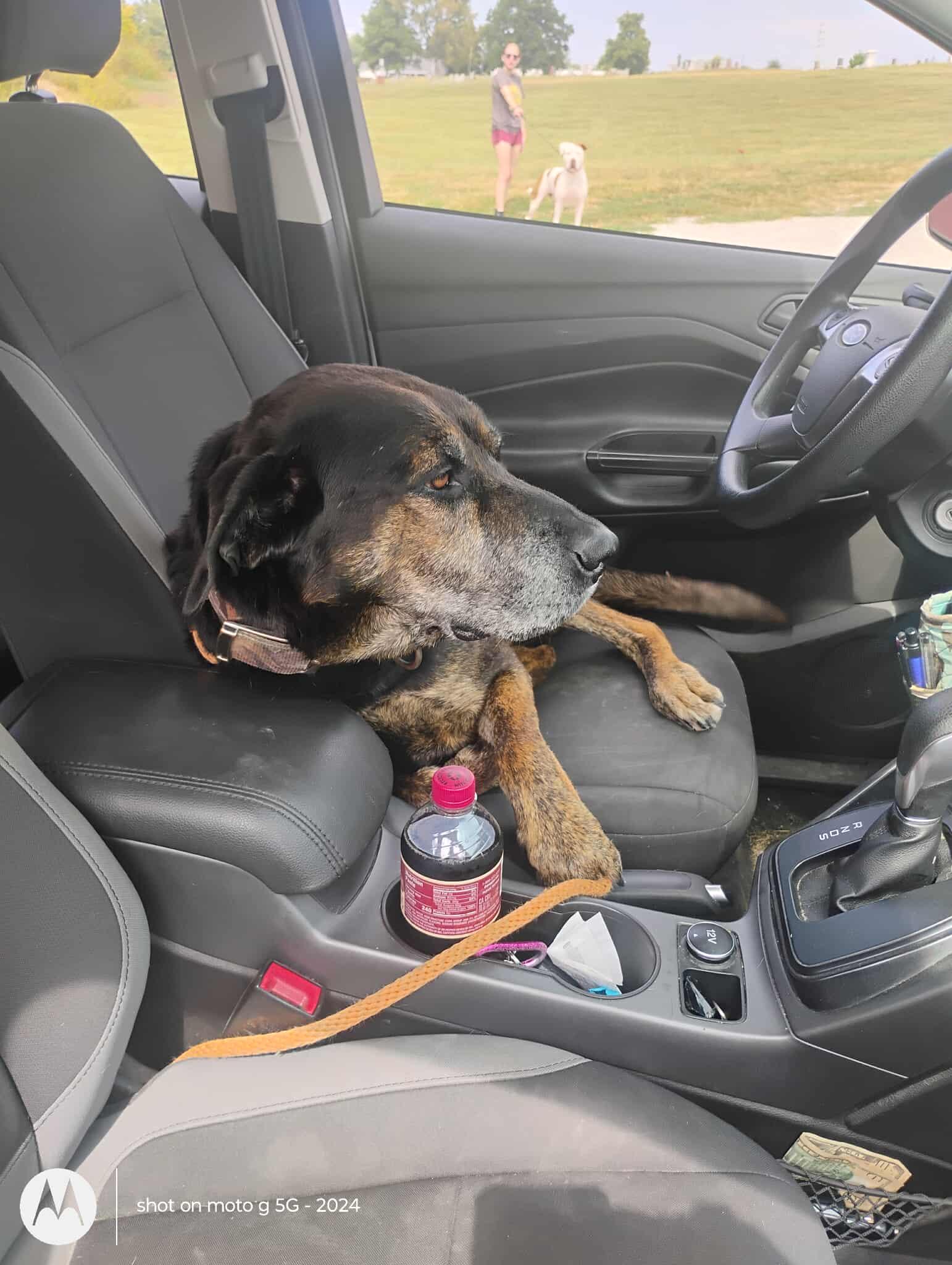 Duke, Adoptable, Senior Male Coonhound.