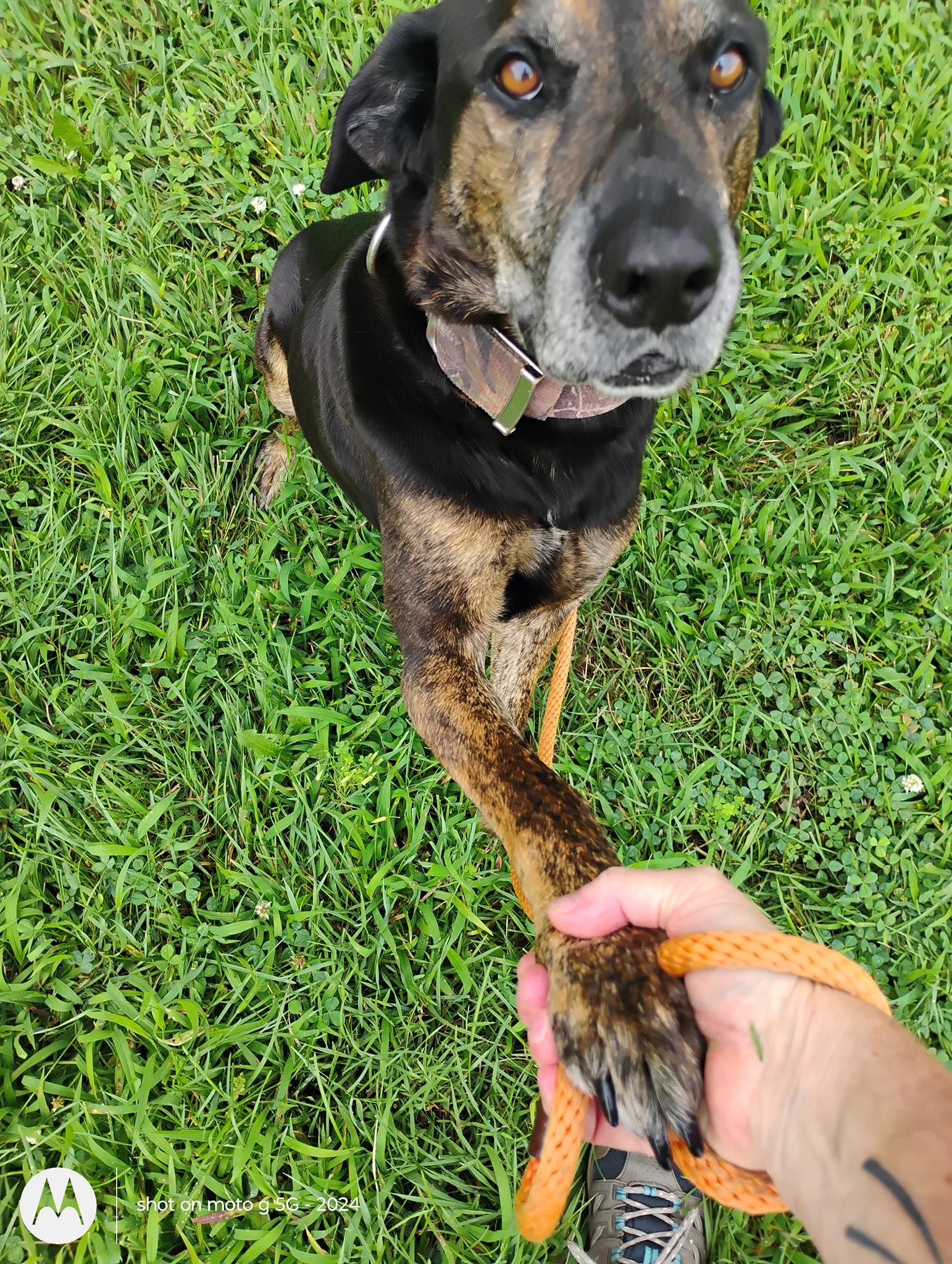Duke, a Adoptable mixed breed in Plattsburg, MO image 3/6
