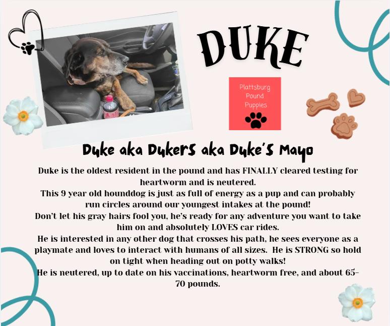 Duke, a Adoptable mixed breed in Plattsburg, MO image 2/4