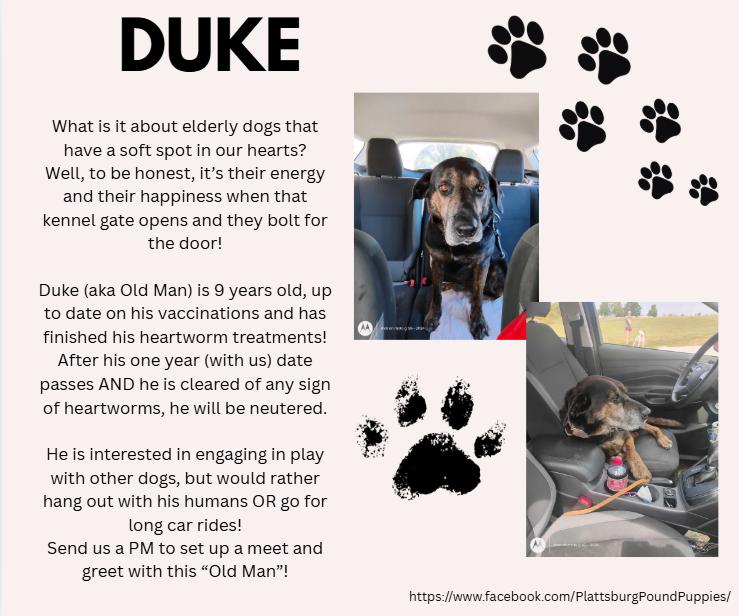 Duke, Adoptable, Senior Male Coonhound.