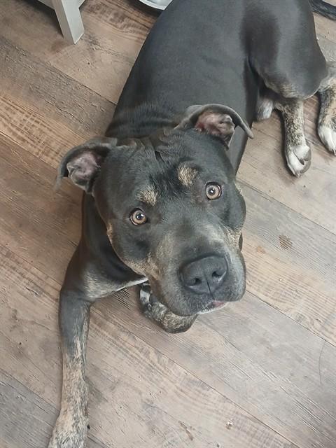 Enlarge ZION, a Adoptable mixed breed in Albuquerque, NM image 1/1