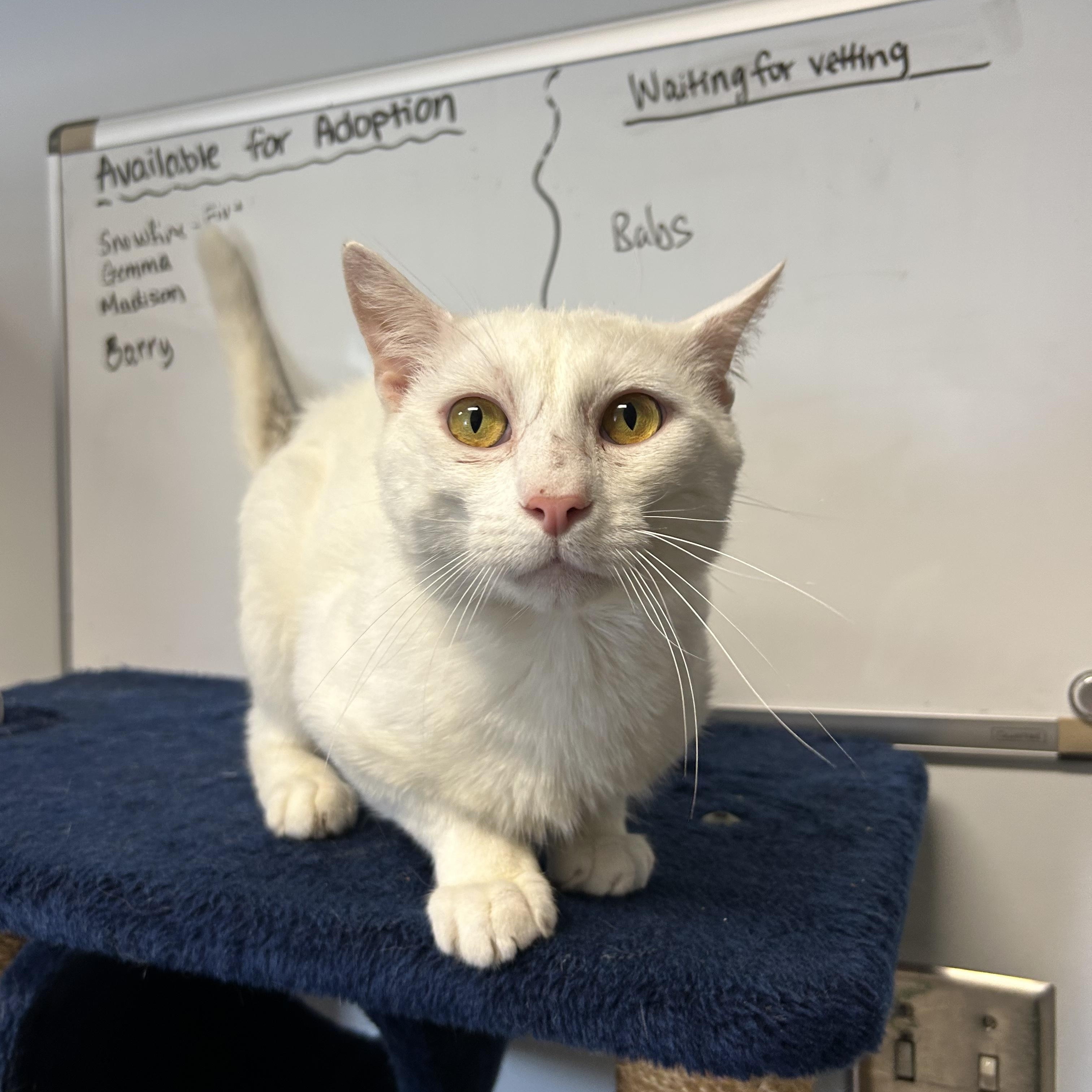 Snowfire, Adult Male Domestic Short Hair