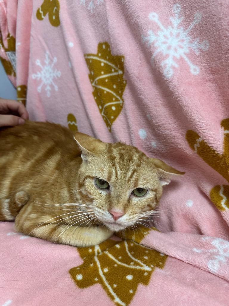 Meringue, Adoptable, Young Male Domestic Short Hair.