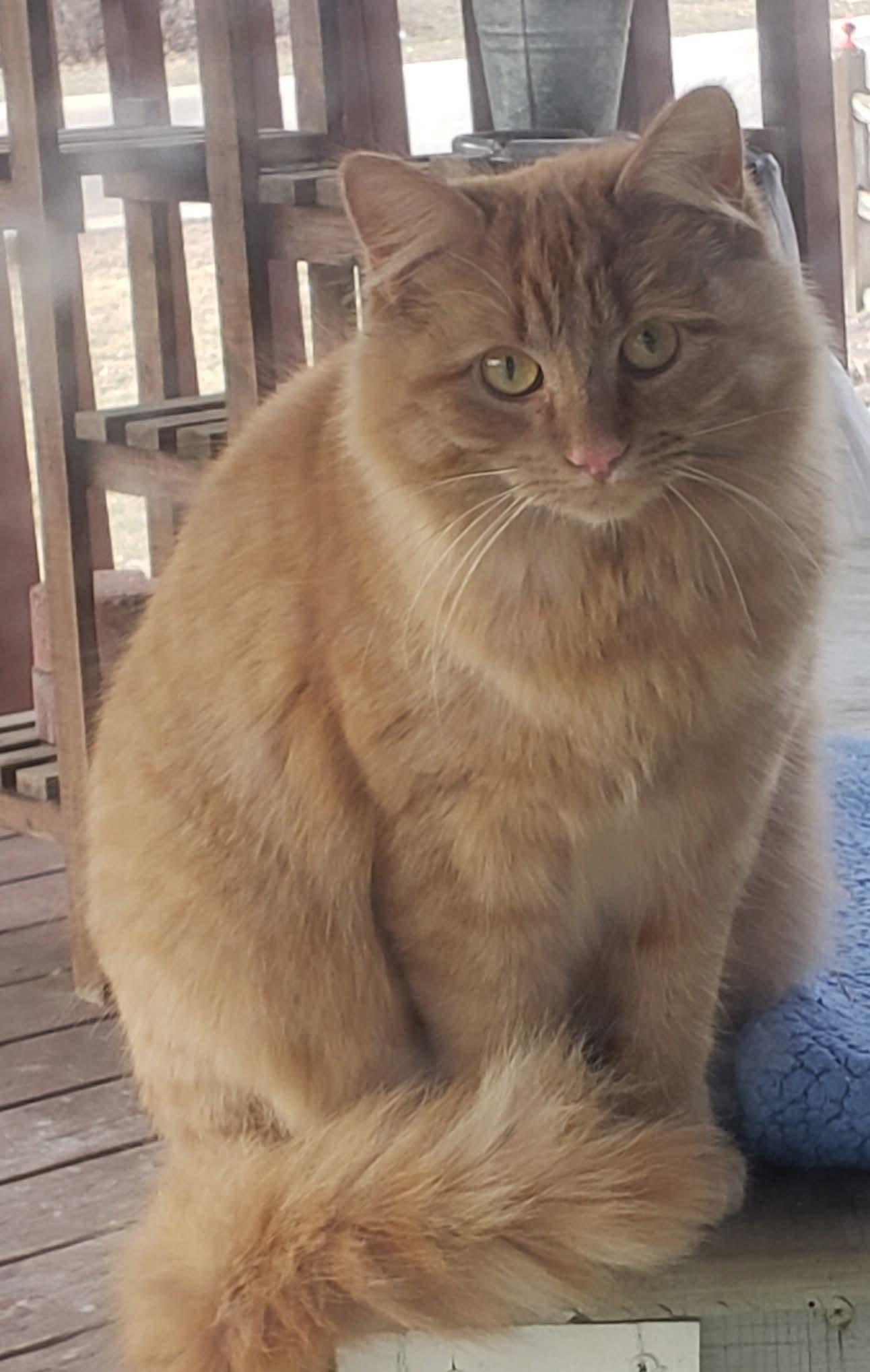 Enlarge Peaches, an adopted mixed breed in Big Lake, MN image 2/4