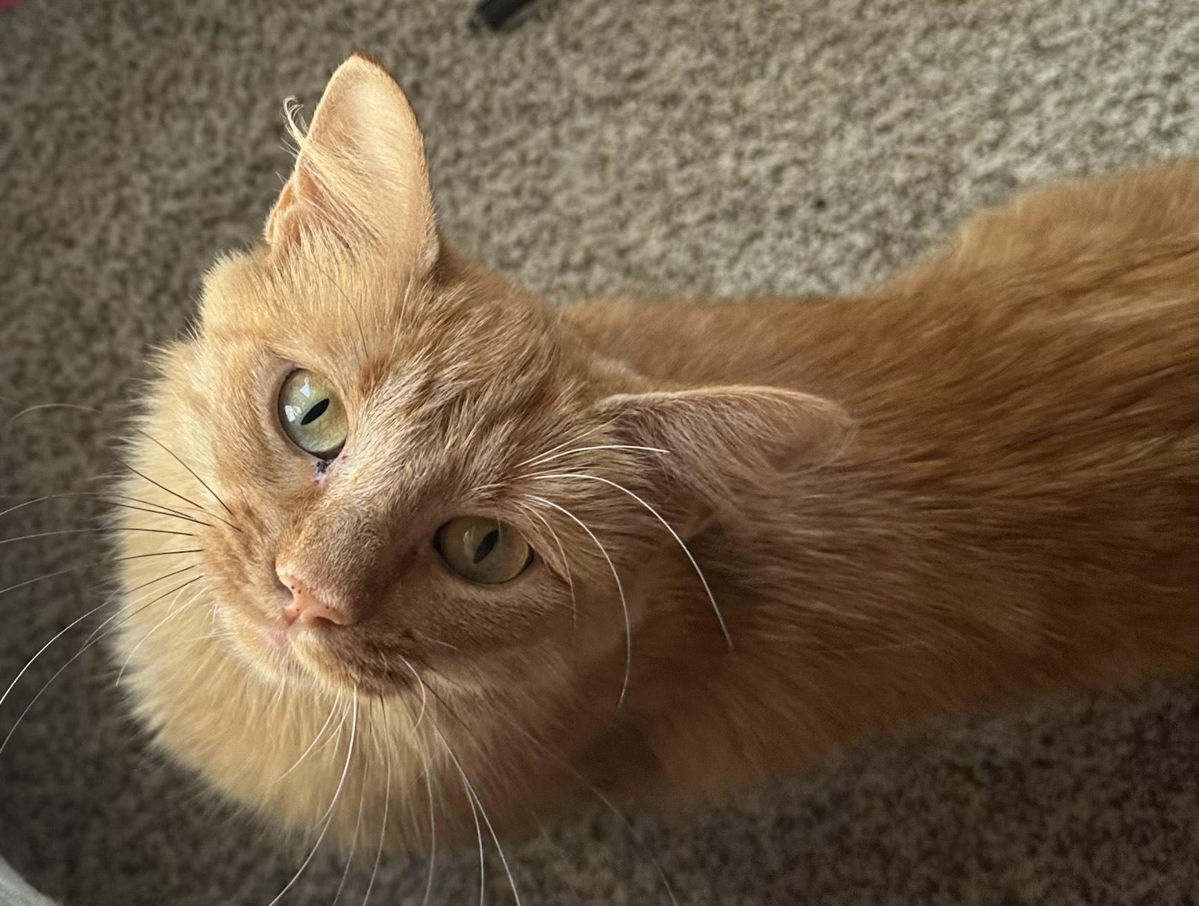 Peaches, adopted, Adult Female Domestic Medium Hair & Tabby.