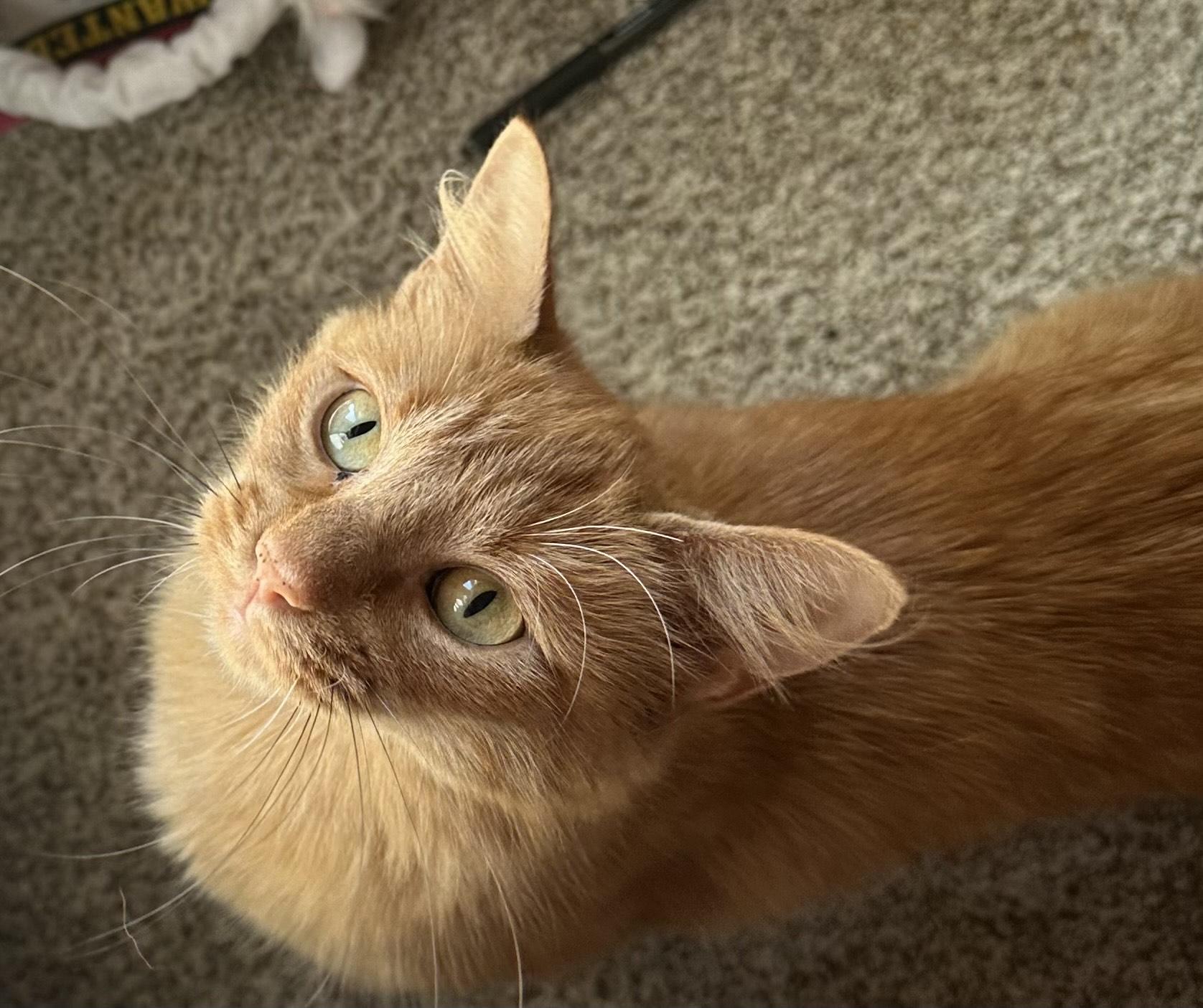 Enlarge Peaches, an adopted mixed breed in Big Lake, MN image 4/4