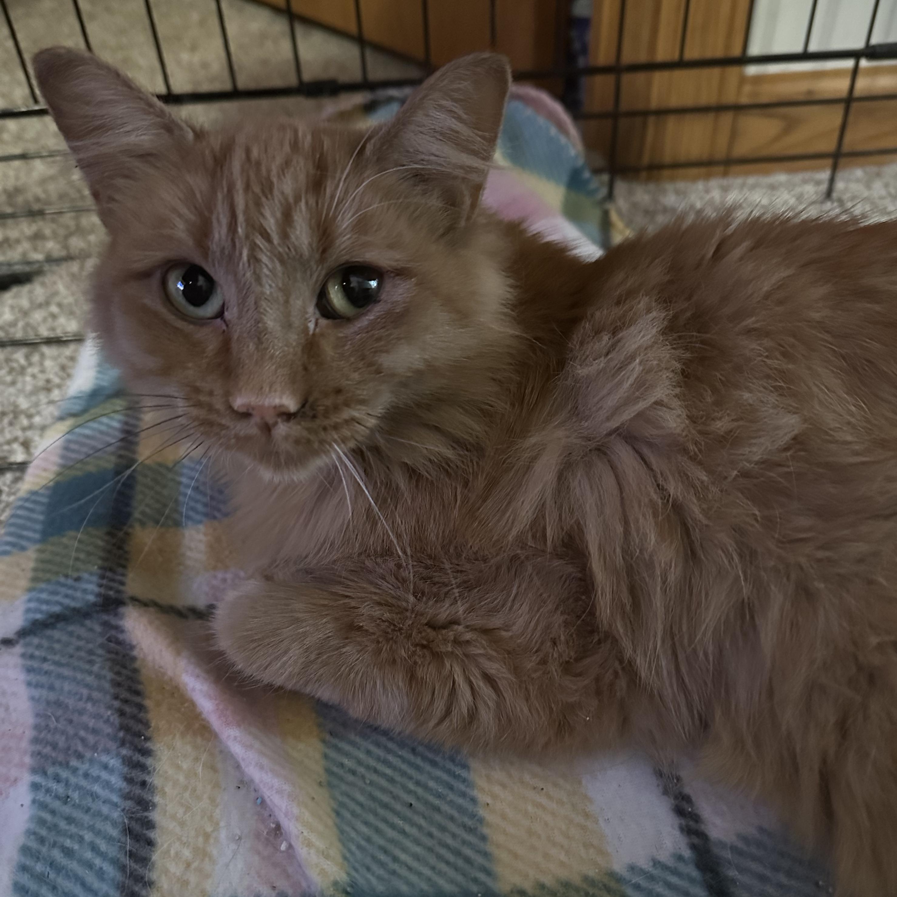 Enlarge Peaches, an adopted mixed breed in Big Lake, MN image 3/4