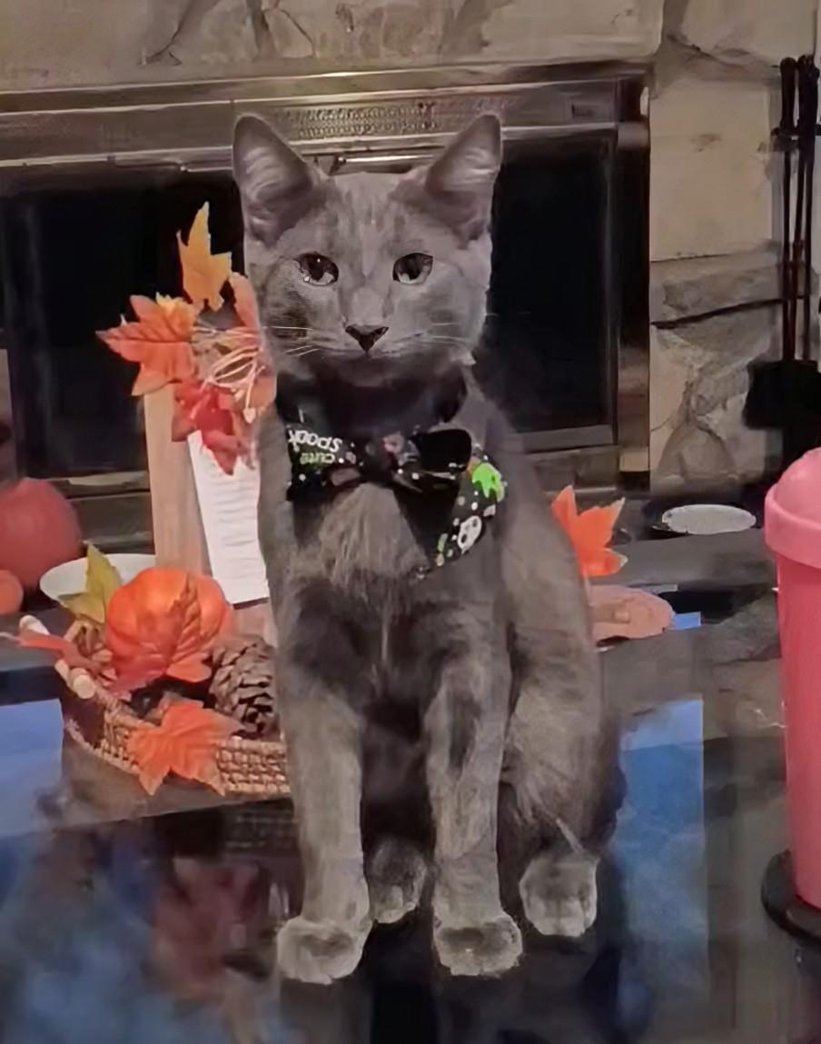 Stormy, Adoptable, Kitten Male Domestic Short Hair & Russian Blue.
