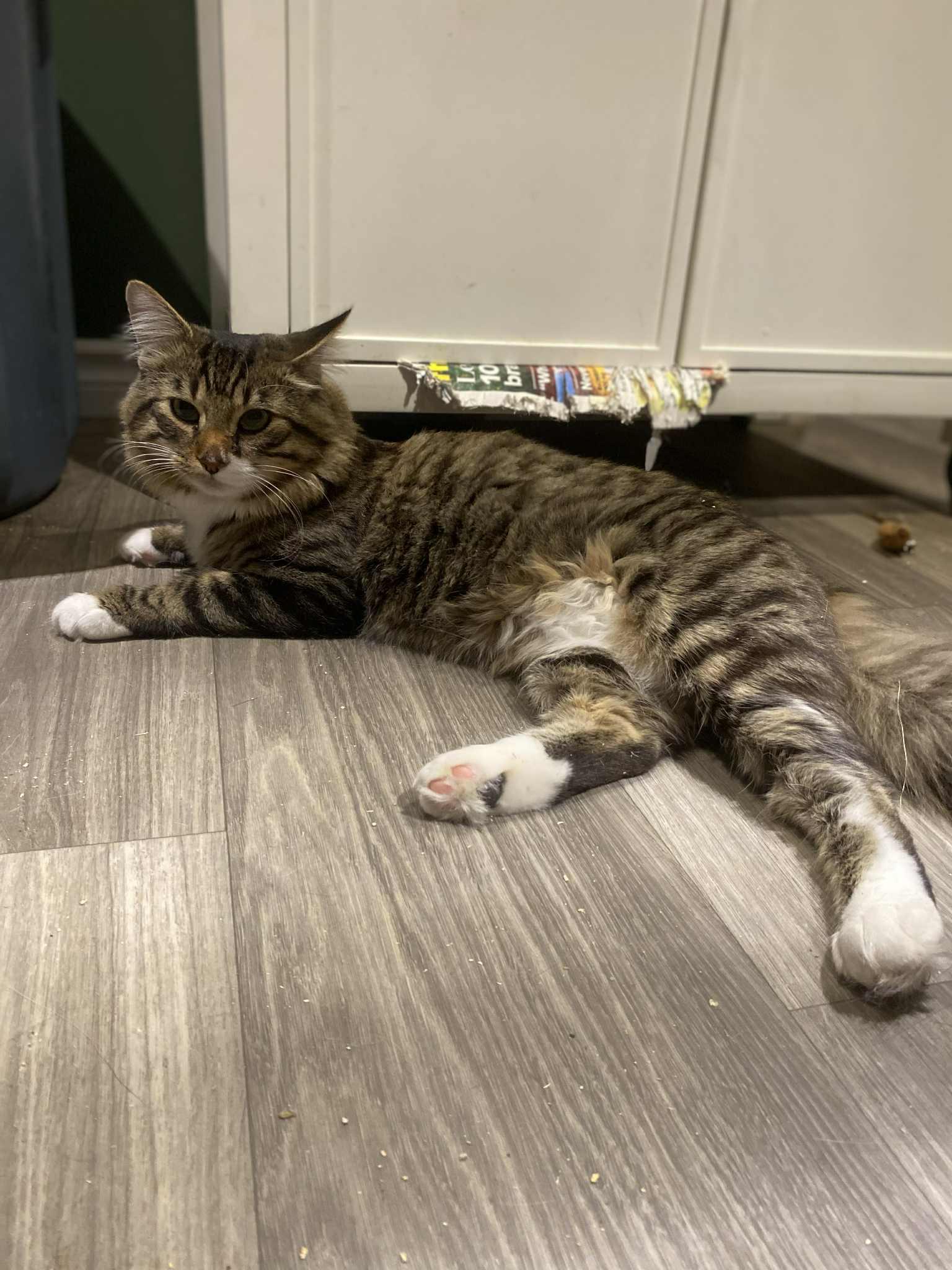 Jim Carrey, an adoptable Domestic Medium Hair in Winnipeg, MB, R3E 2Z9 | Photo Image 3