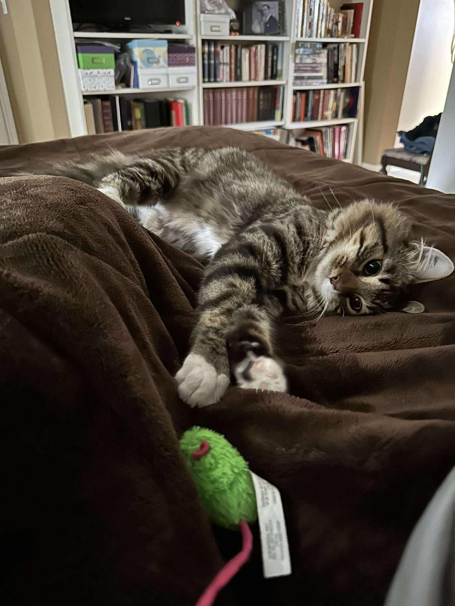 Jim Carrey, an adoptable Domestic Medium Hair in Winnipeg, MB, R3E 2Z9 | Photo Image 2