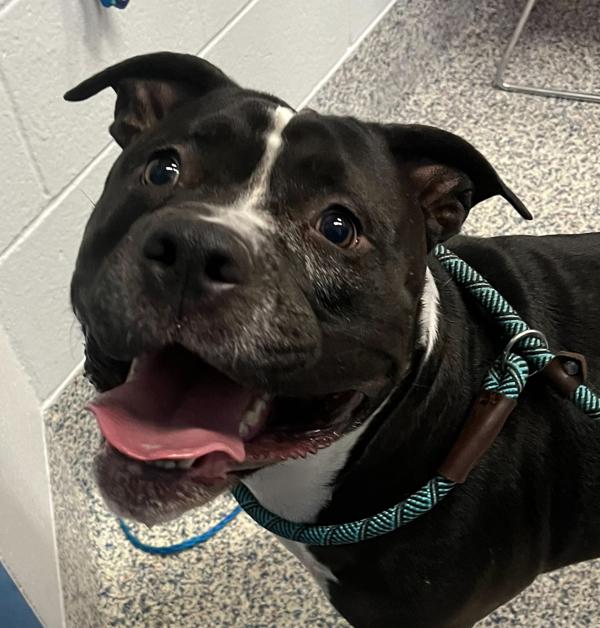 Rocky, Adoptable, Adult Male Pit Bull Terrier.