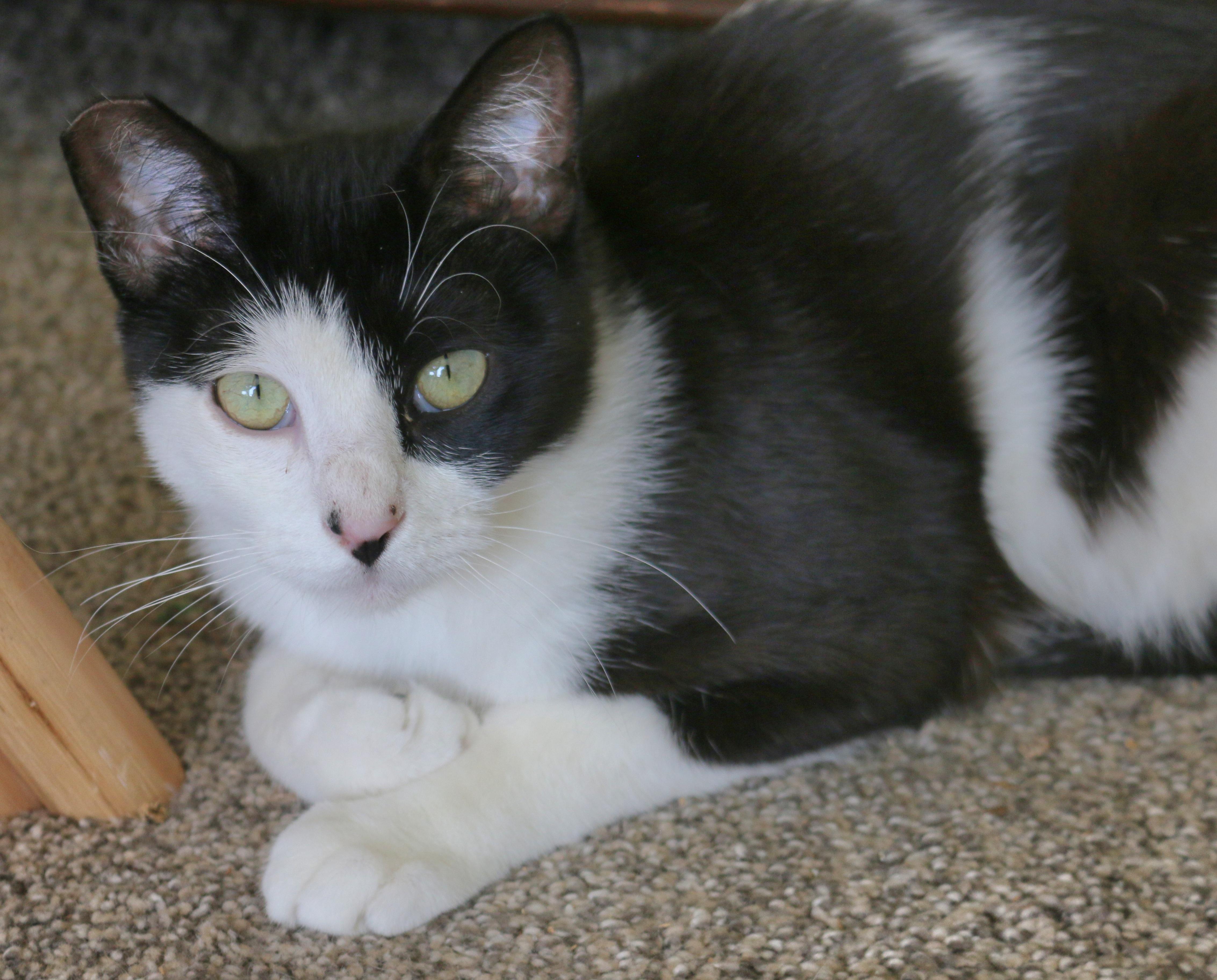 Pearl, a Adoptable Tuxedo in Springfield, OR image 3/3
