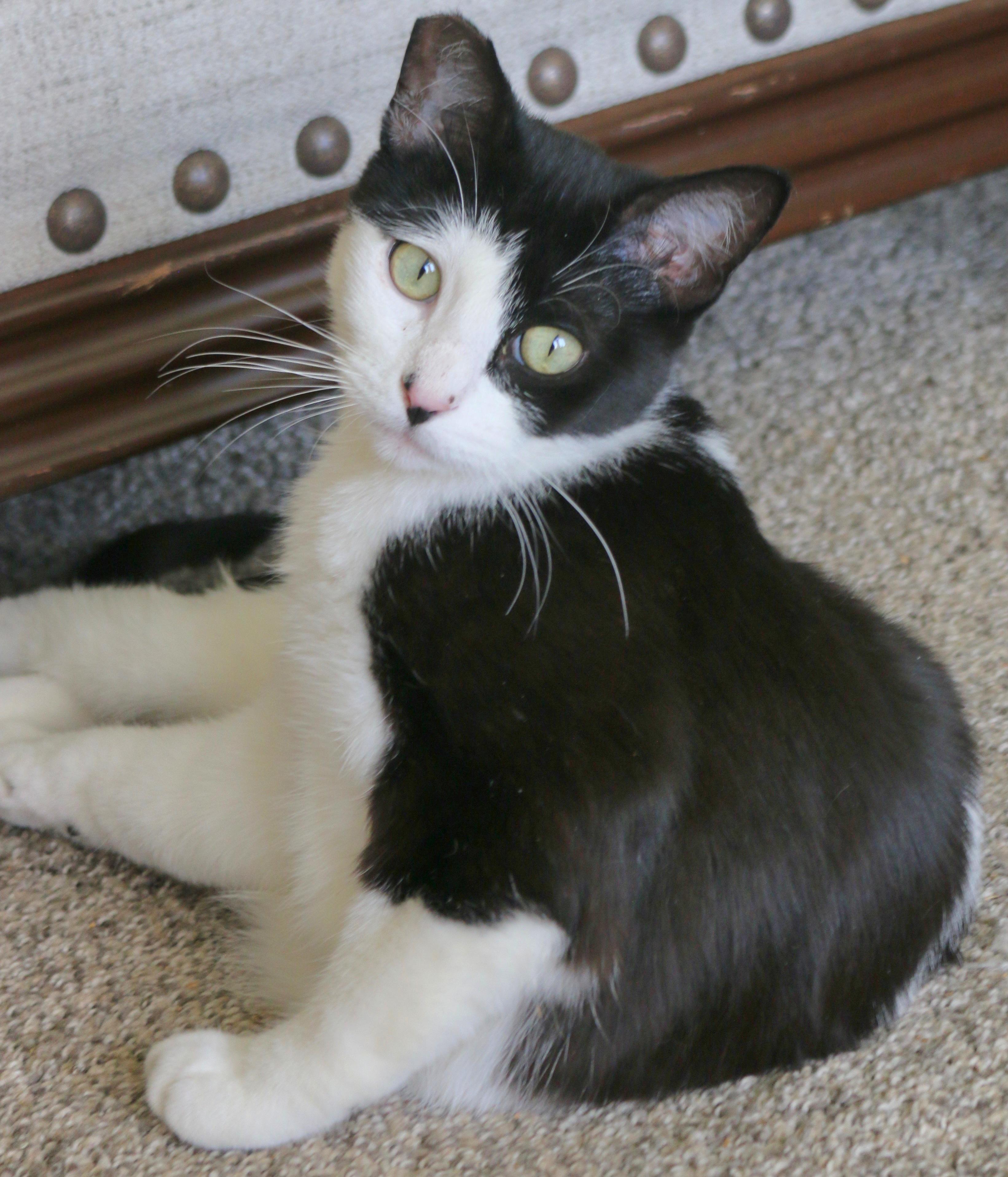 Pearl, Adoptable, Young Female Tuxedo.
