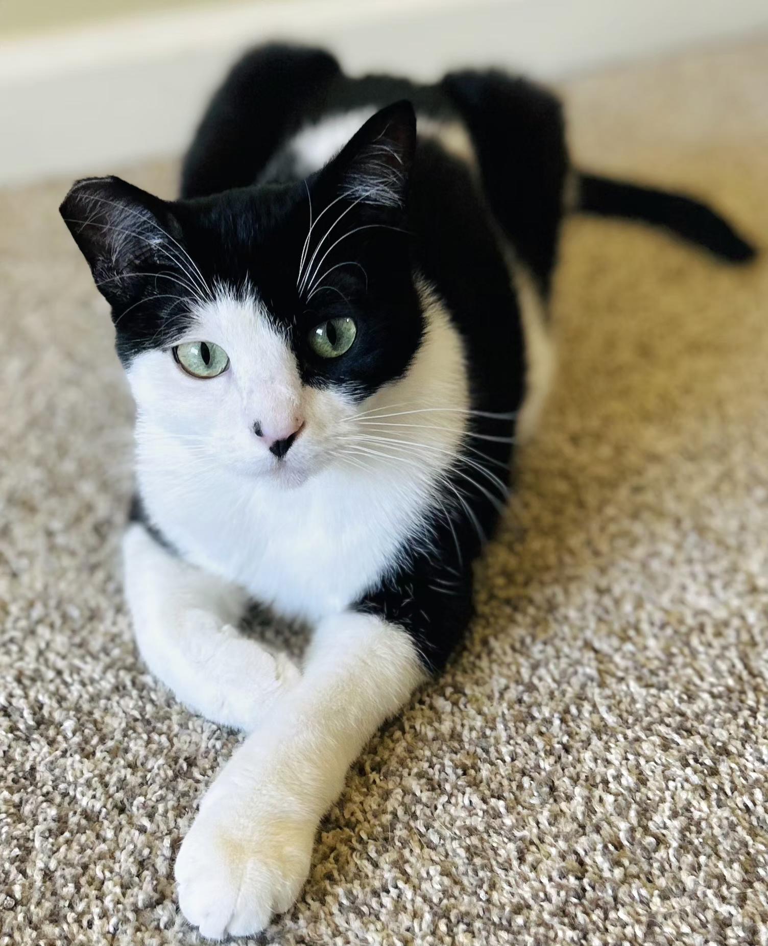 Pearl, a Adoptable Tuxedo in Springfield, OR image 2/3
