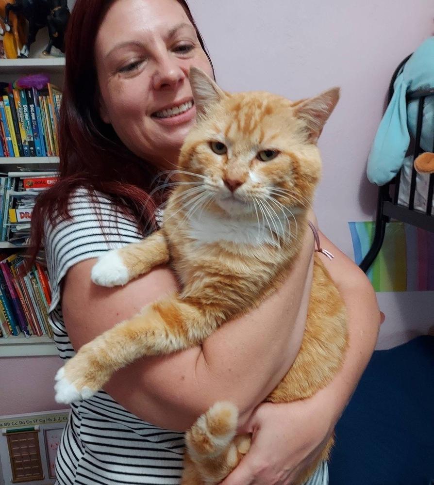 Marmalade, Adoptable, Adult Male Domestic Short Hair.