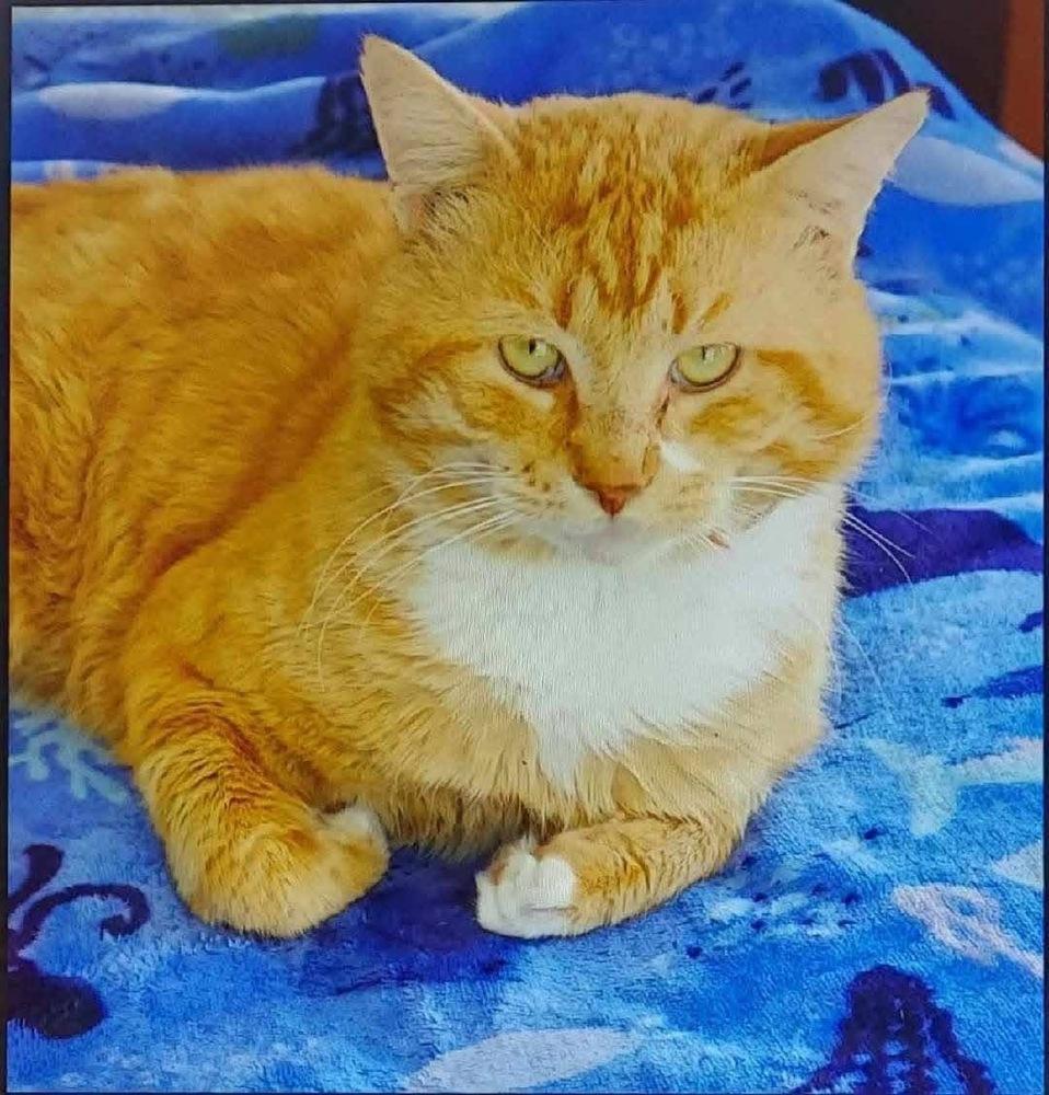 Enlarge Marmalade, a Adoptable Domestic Short Hair in Saint Augustine, FL image 2/3