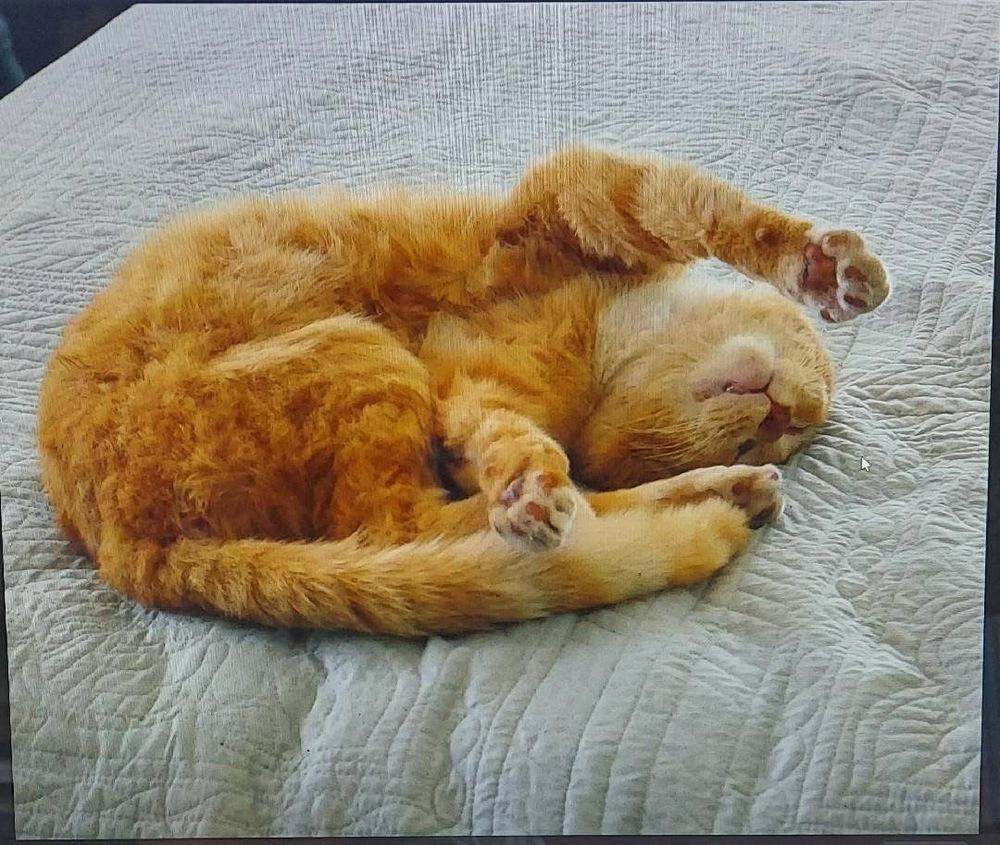 Enlarge Marmalade, a Adoptable Domestic Short Hair in Saint Augustine, FL image 3/3