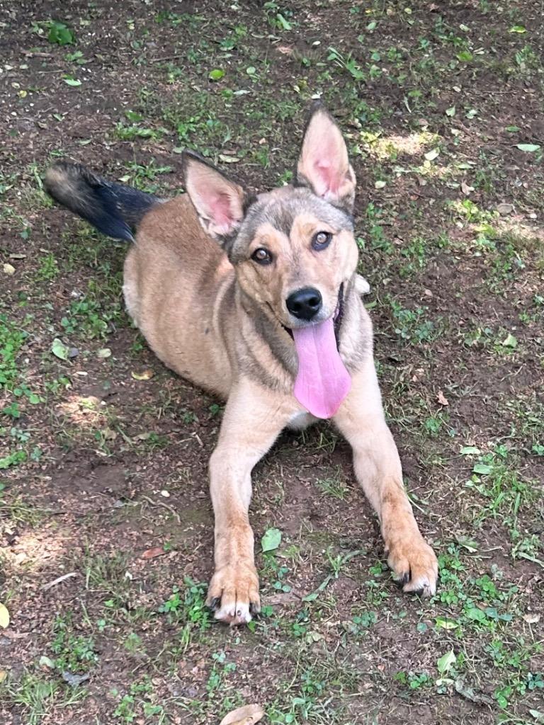 Enlarge Scooby, a Adopted Shepherd in Benton, AR image 1/1