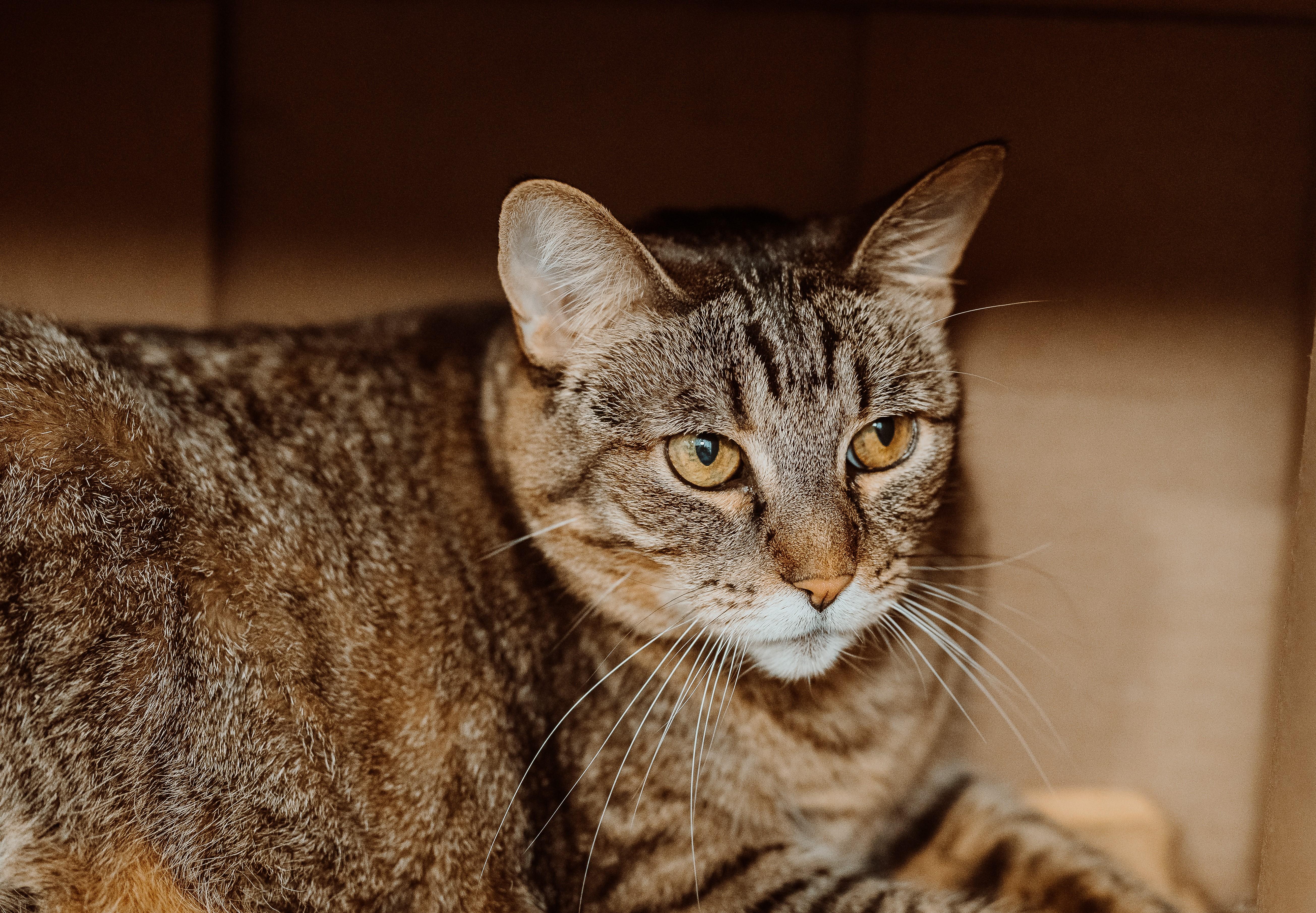 Enlarge Sally 2, a Adoptable Domestic Short Hair in Le Mars, IA image 1/1